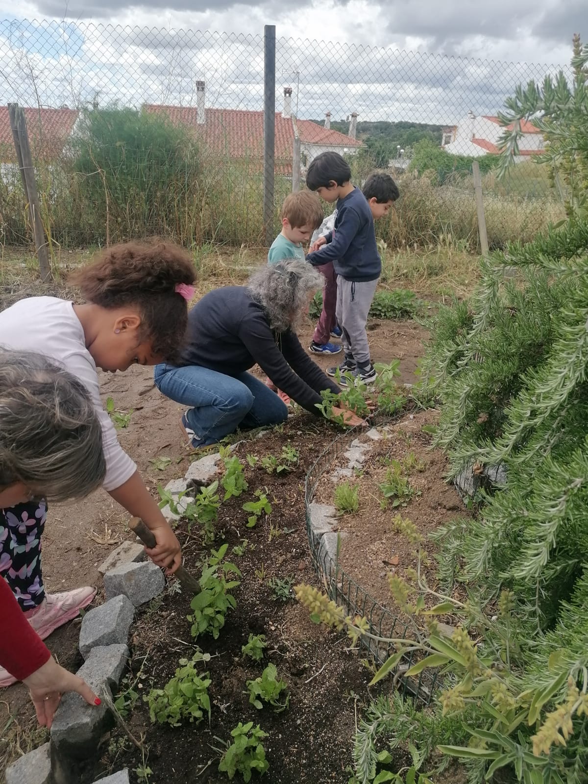 Plantação de hortelã- alunos do 1ºano