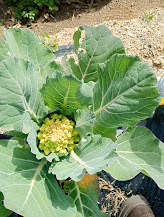 Couve romanesca