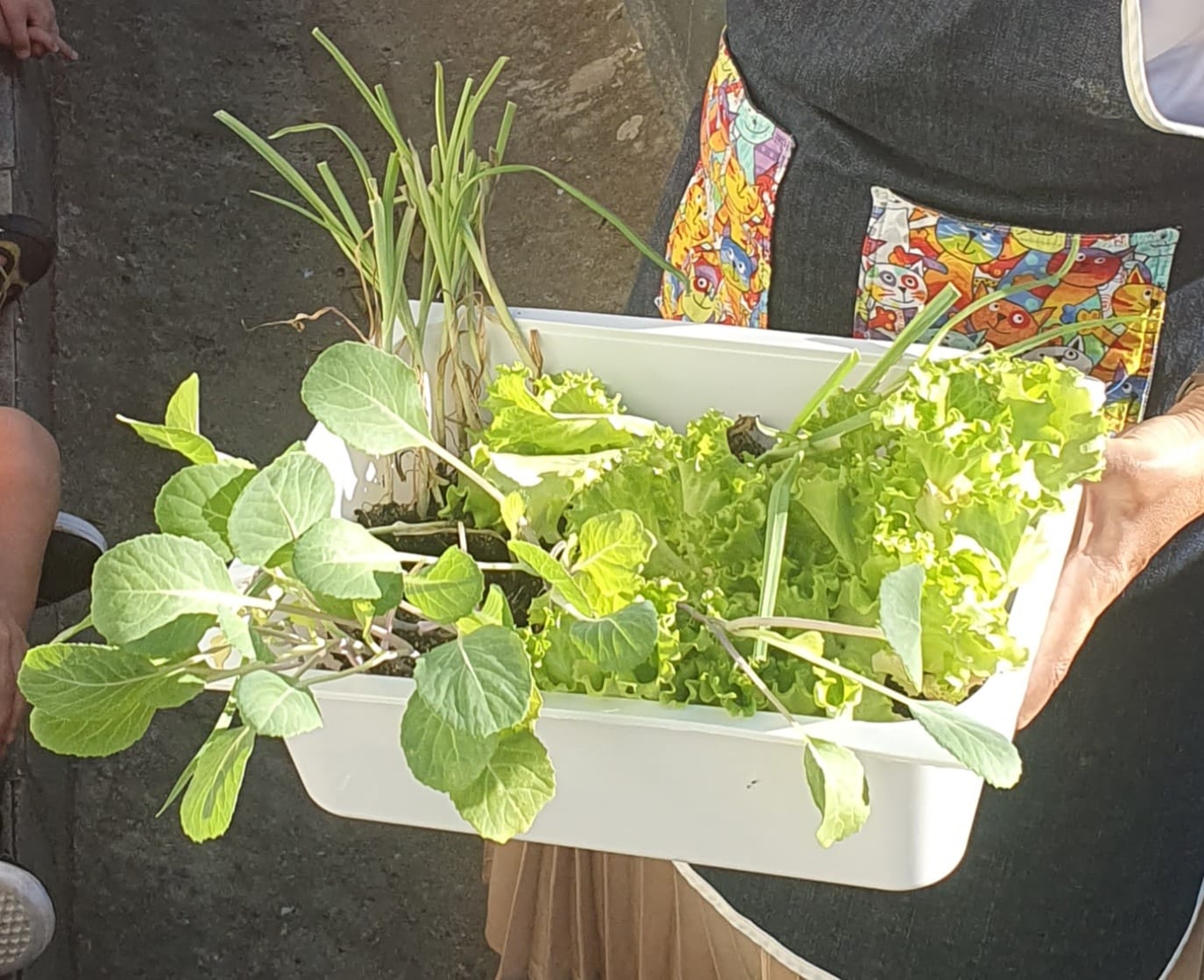 Aquisição das plantas
Antes um encarregado de educação e assistente operacional preparou a terra para a plantação.