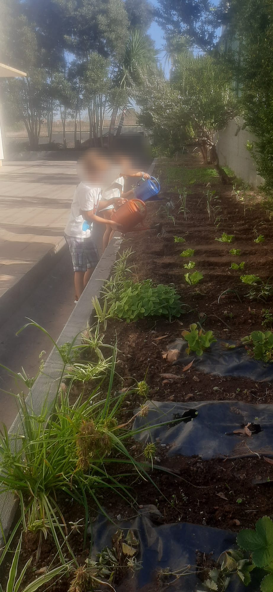 Cuidar da horta ...regar e preservar.