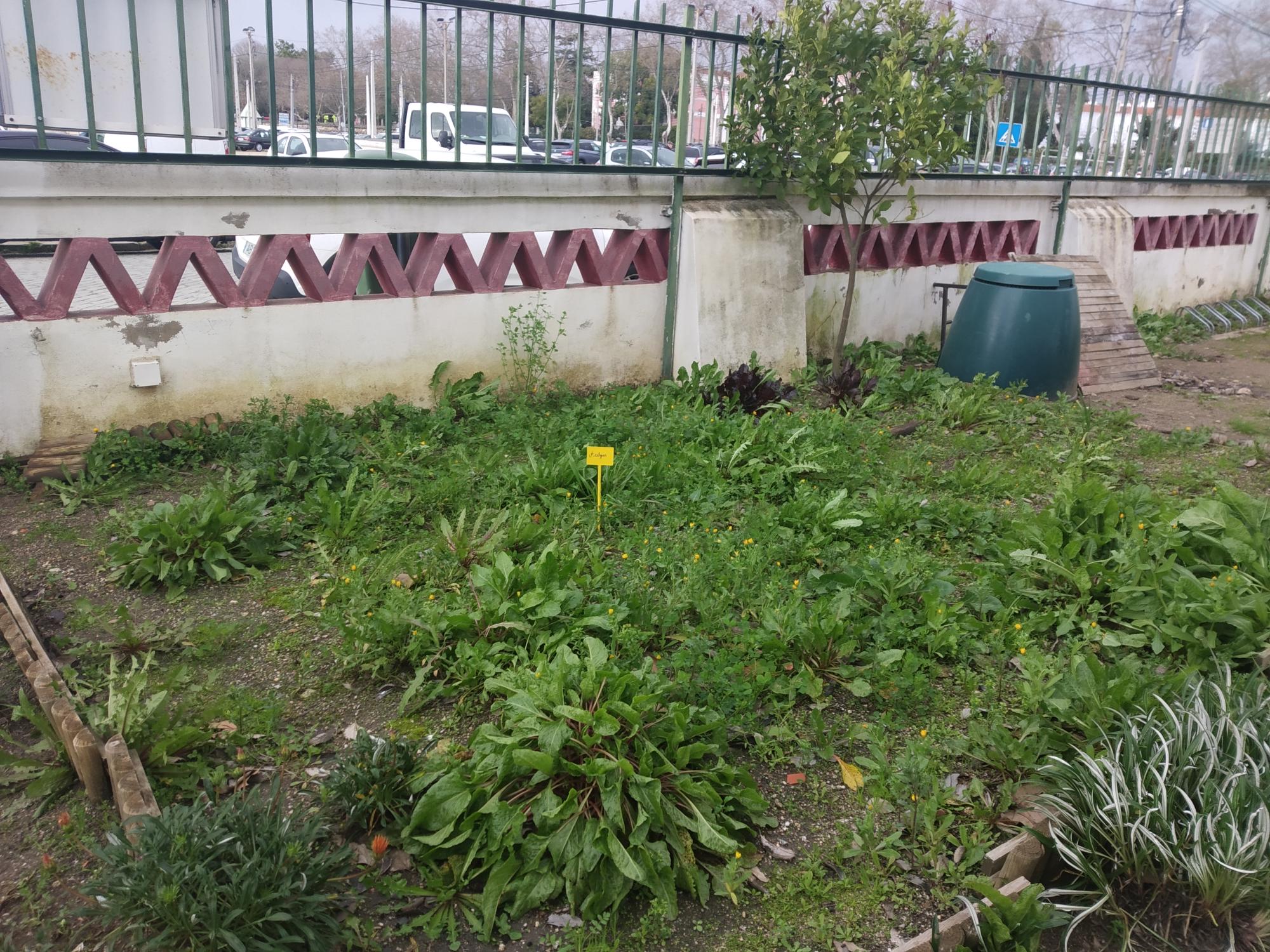 Aspeto do Canteiro das Acelgas (plantas espontâneas).