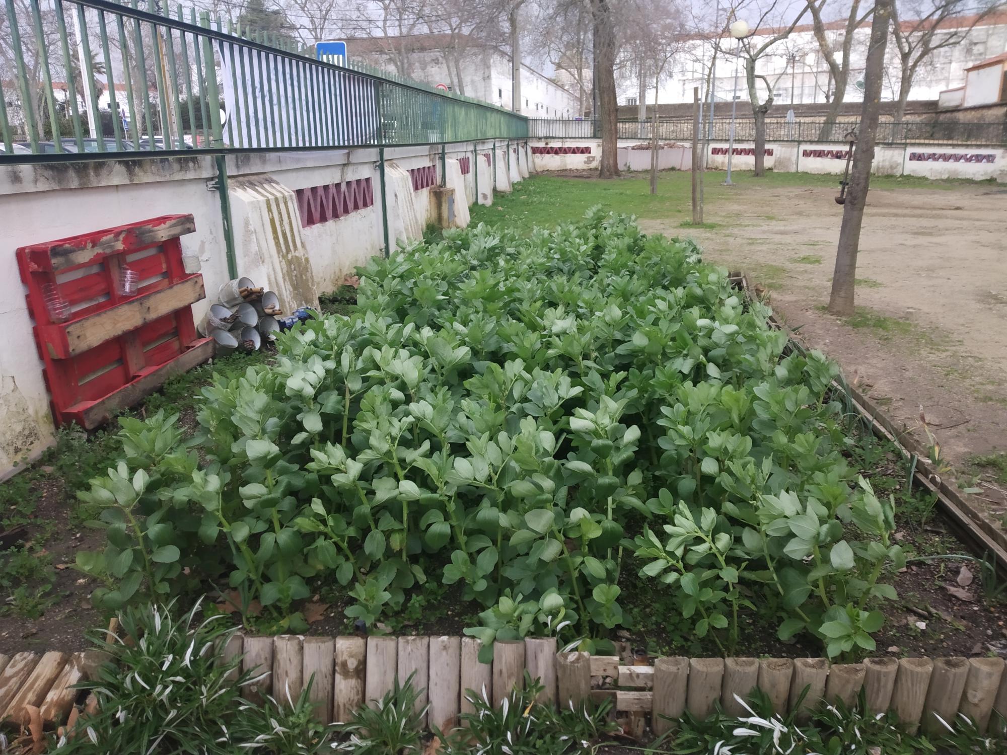 Aspeto do Canteiro das Favas.