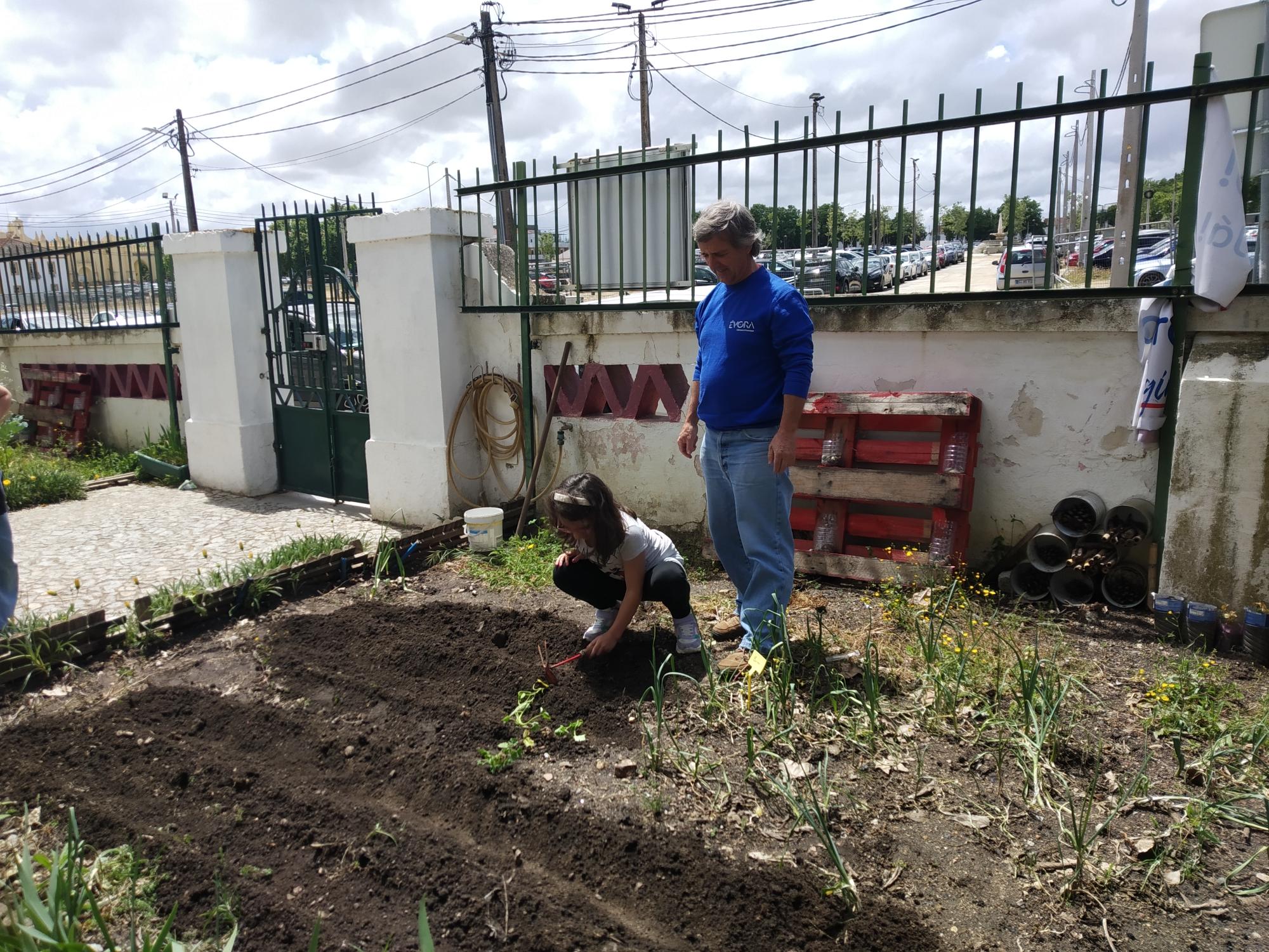 Plantação de batata-doce.