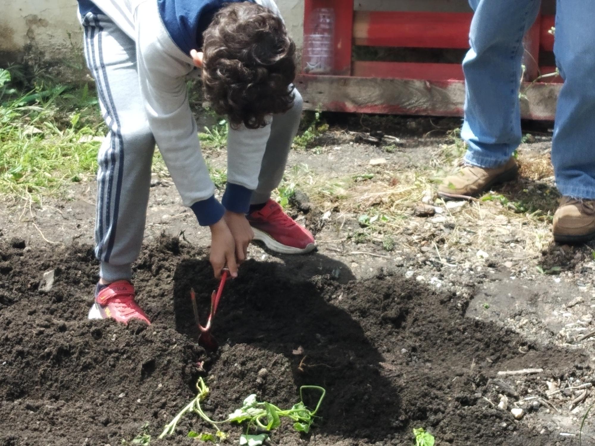 Plantação de batata-doce.