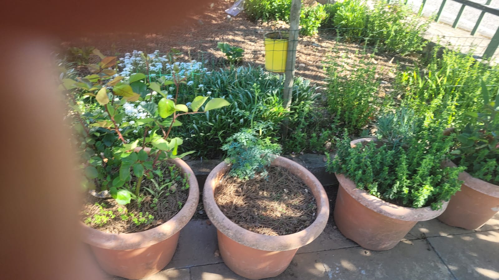 O viveiro das planta aromáticas.