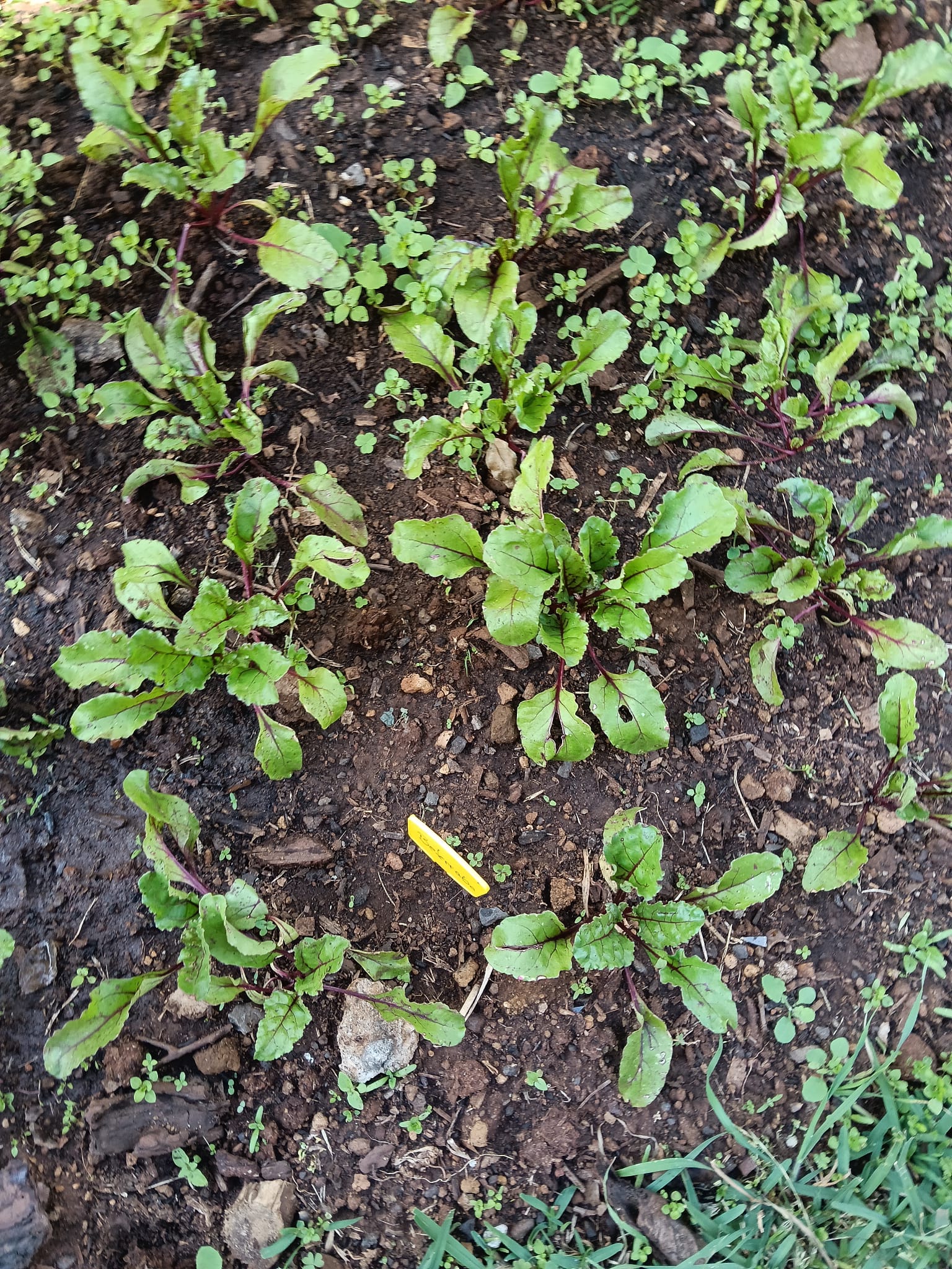 Crescimento dos legumes