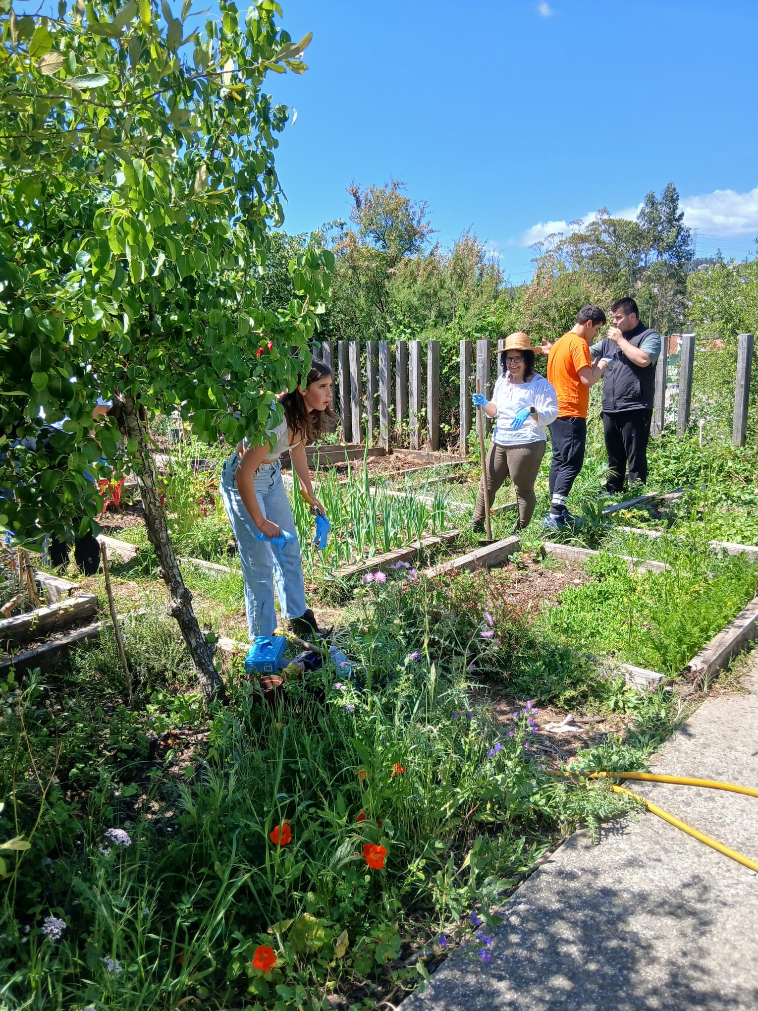 Plantando 3