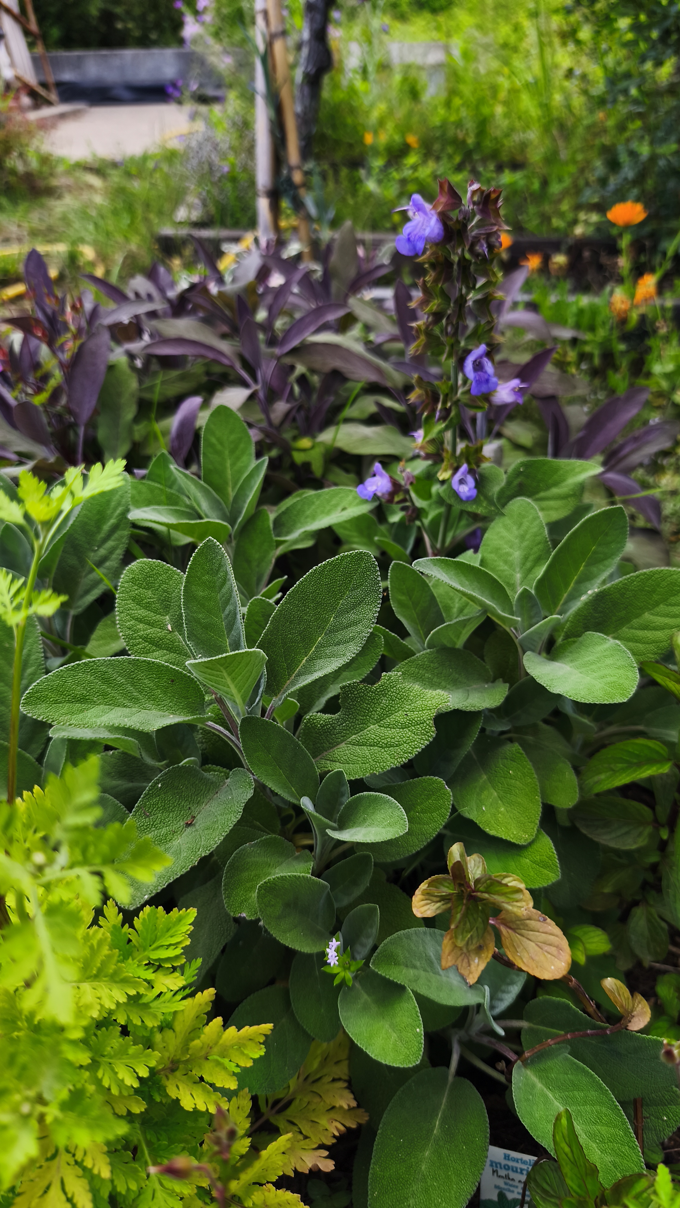 Ervas aromáticas