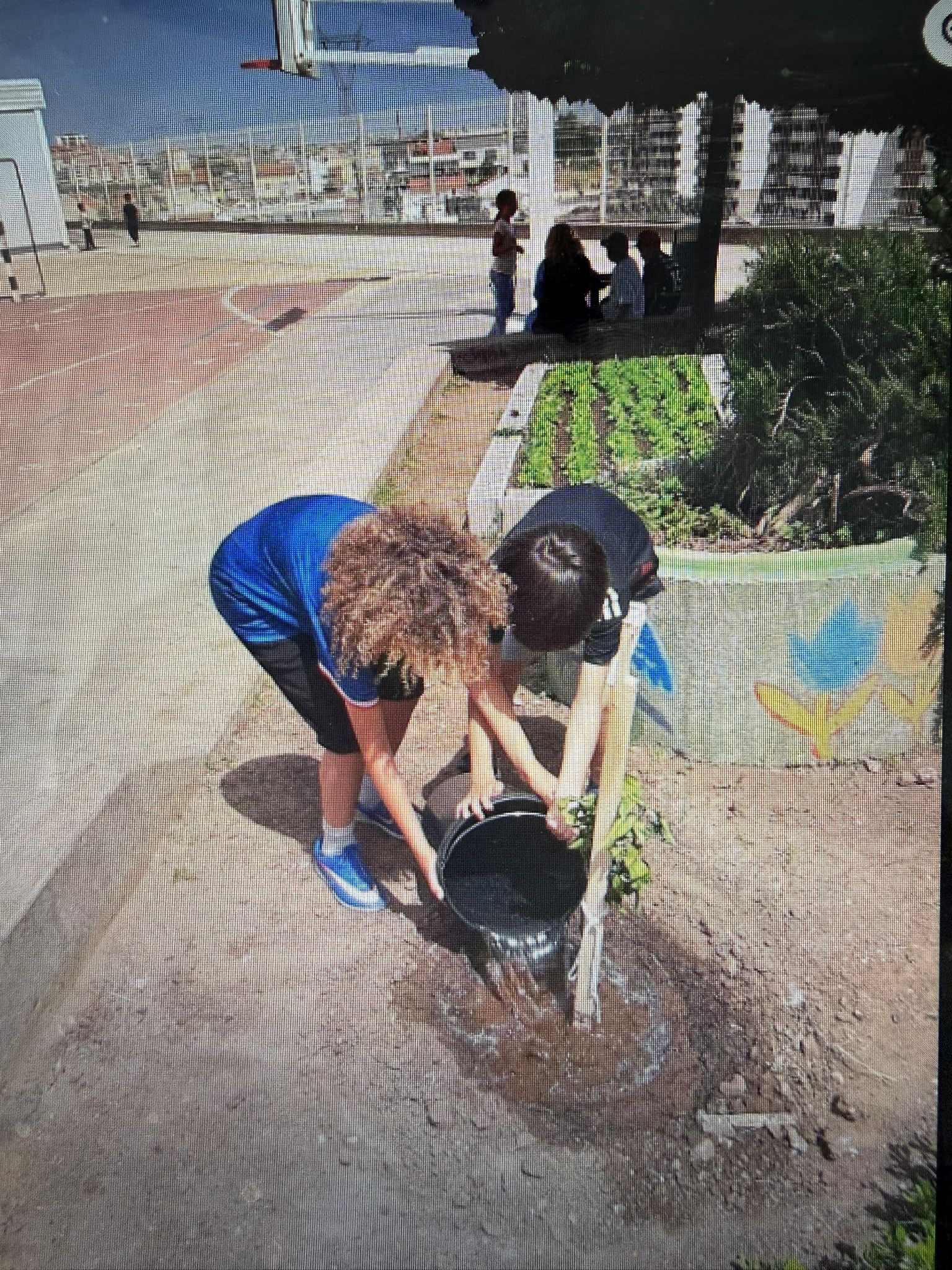 Platação da Laranjeira