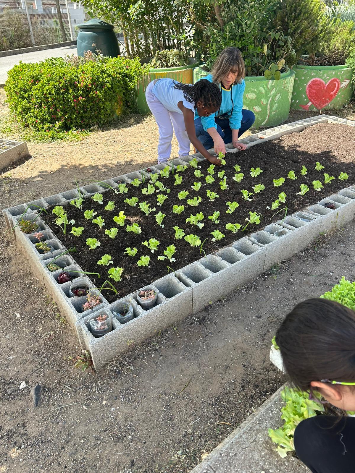 Plantações