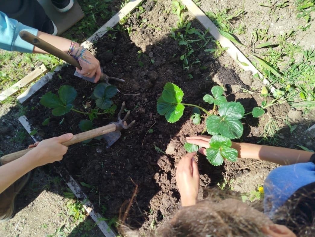 Transplantação de morangueiros para o centro de um dos 3 canteiros da horta.