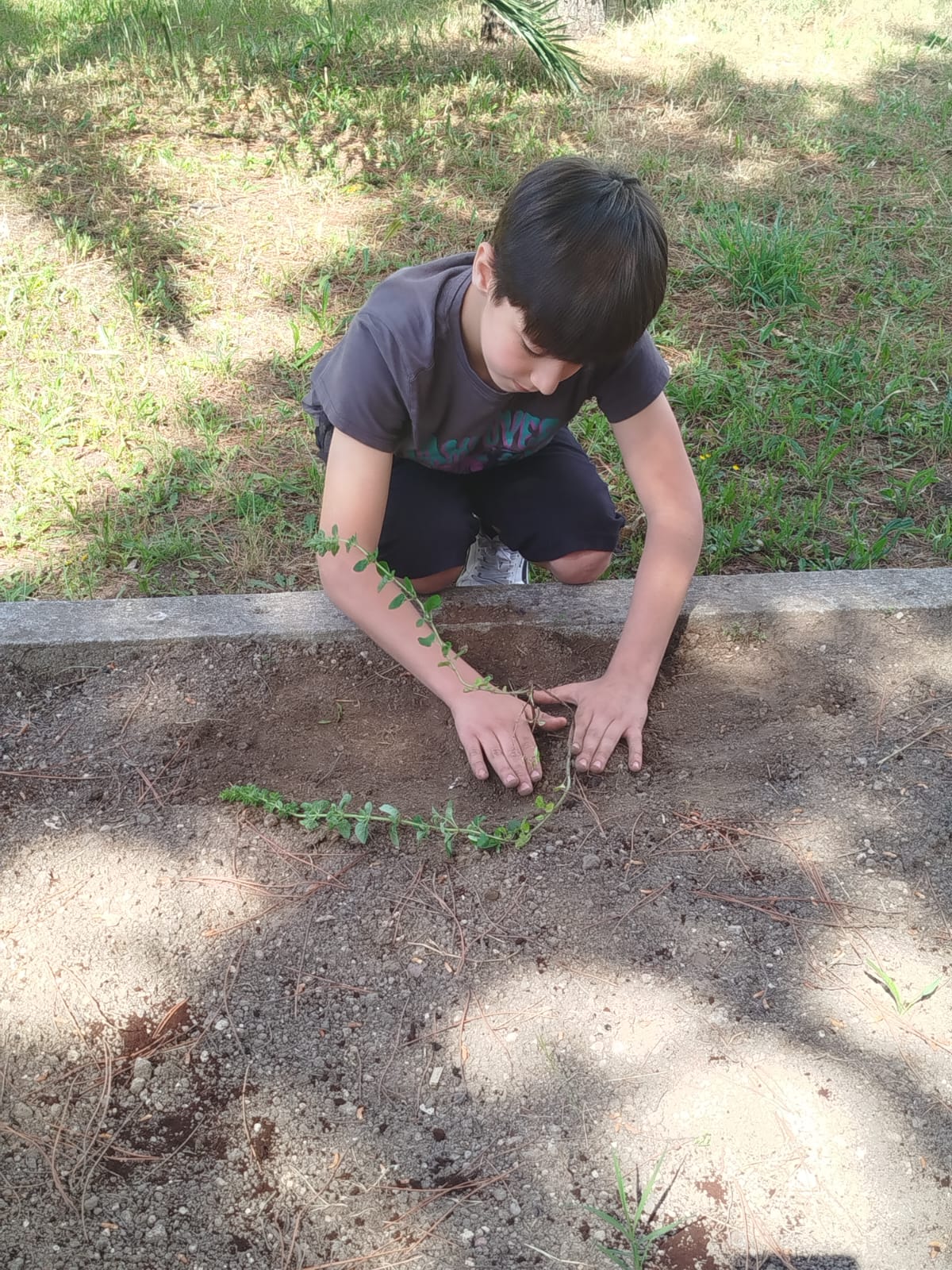 Plantação de ervas aromáticas num dos canteiros da horta.