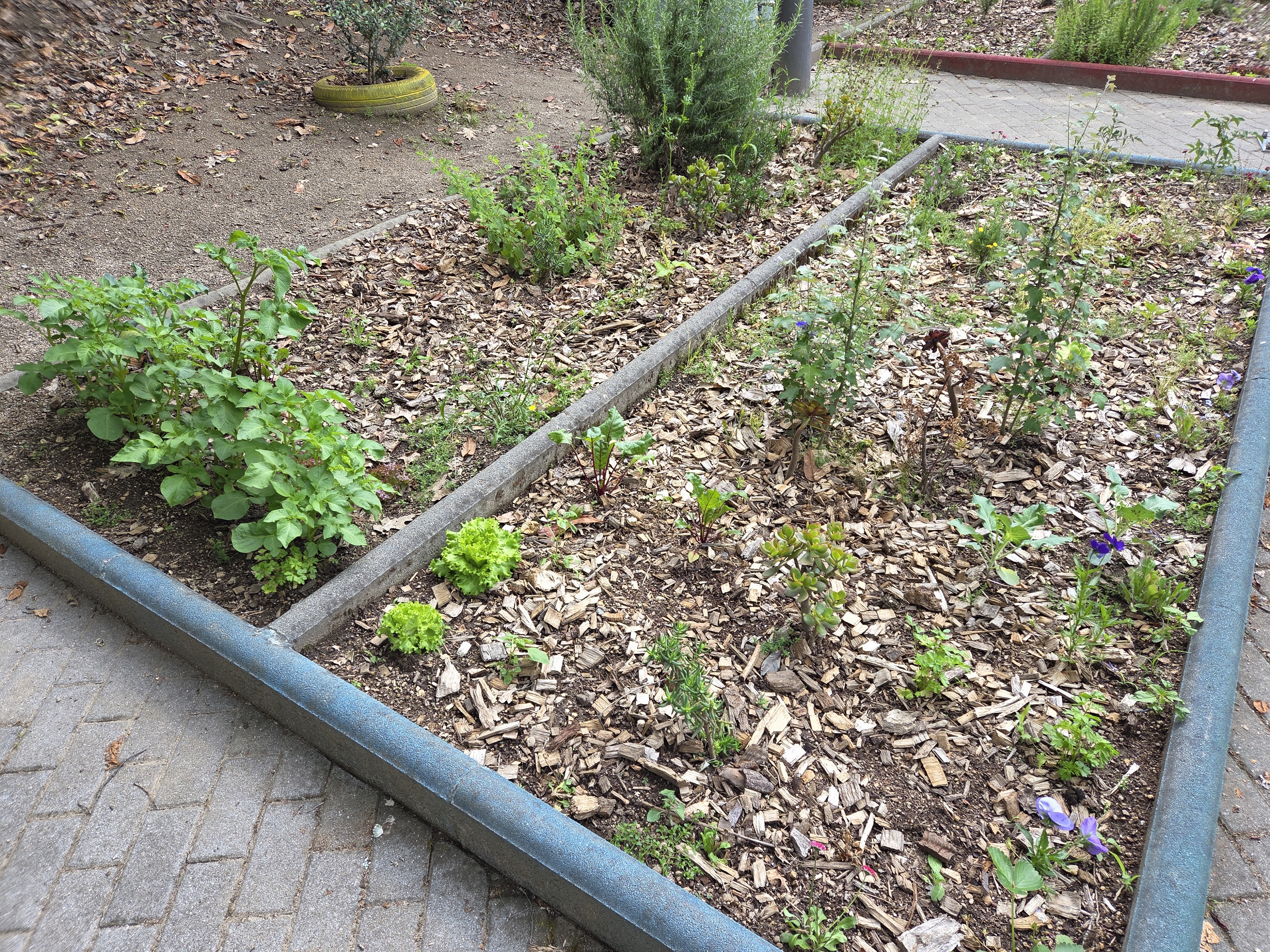 Horta com plantas desenvolvidas e em crescimento avançado.