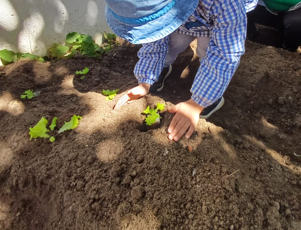 PLANTAÇÃO DAS ALFACES