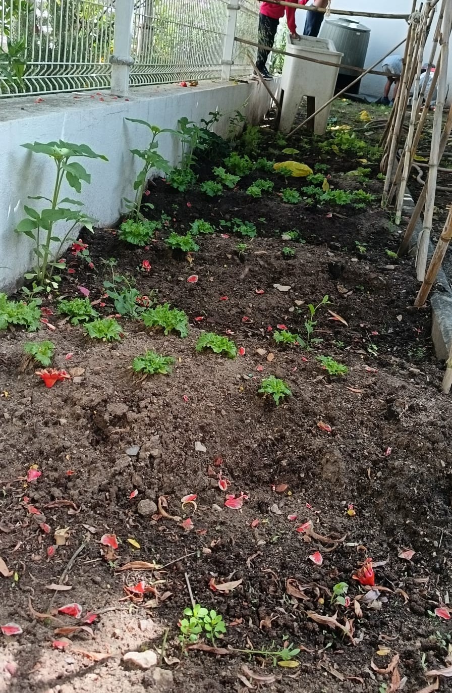 AS PLANTAS EM CRESCIMENTO
