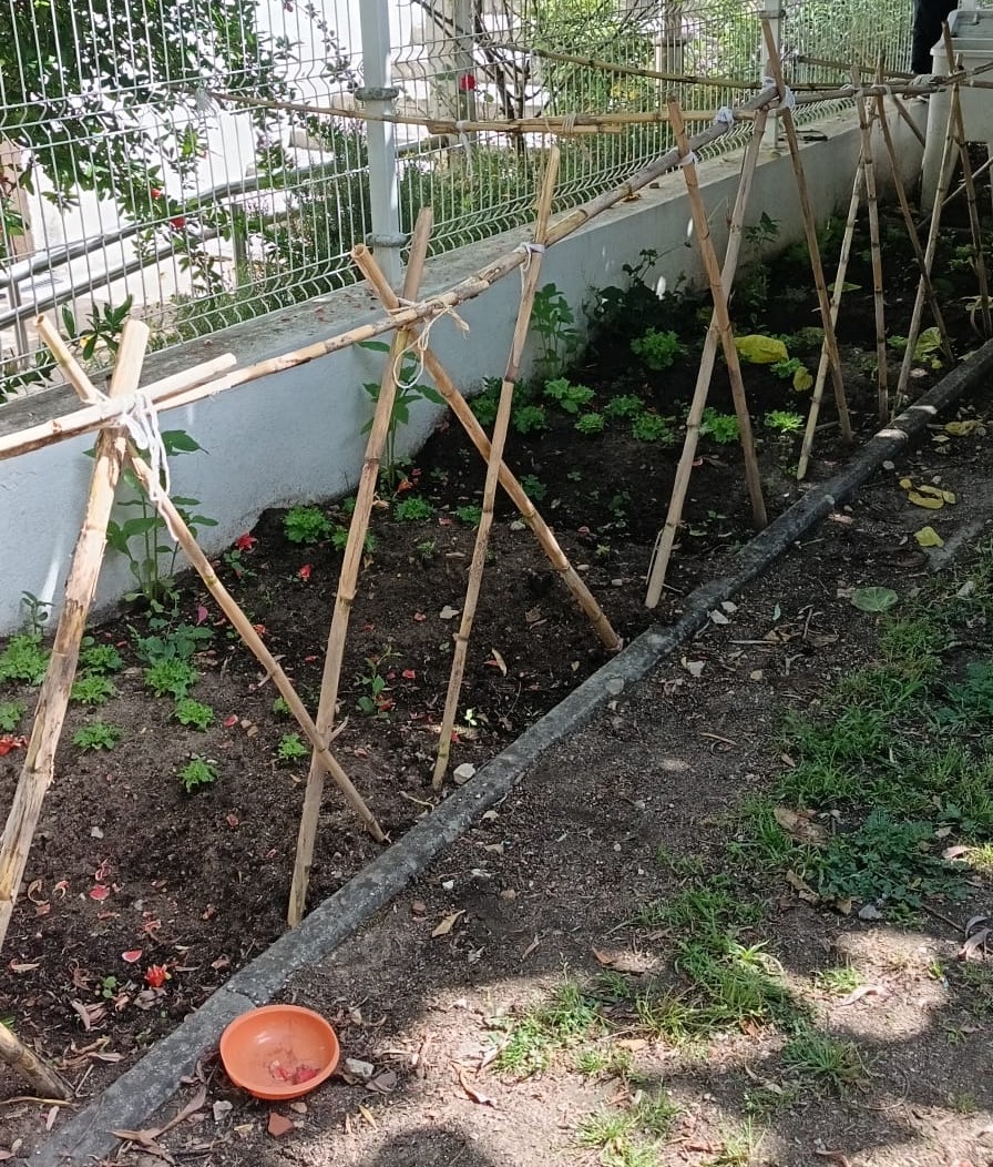 PLANTAS JÁ MAIORES E COM UMA CERCA POIS A HORTA ESTAVA A SER ATACADA POR CORVOS