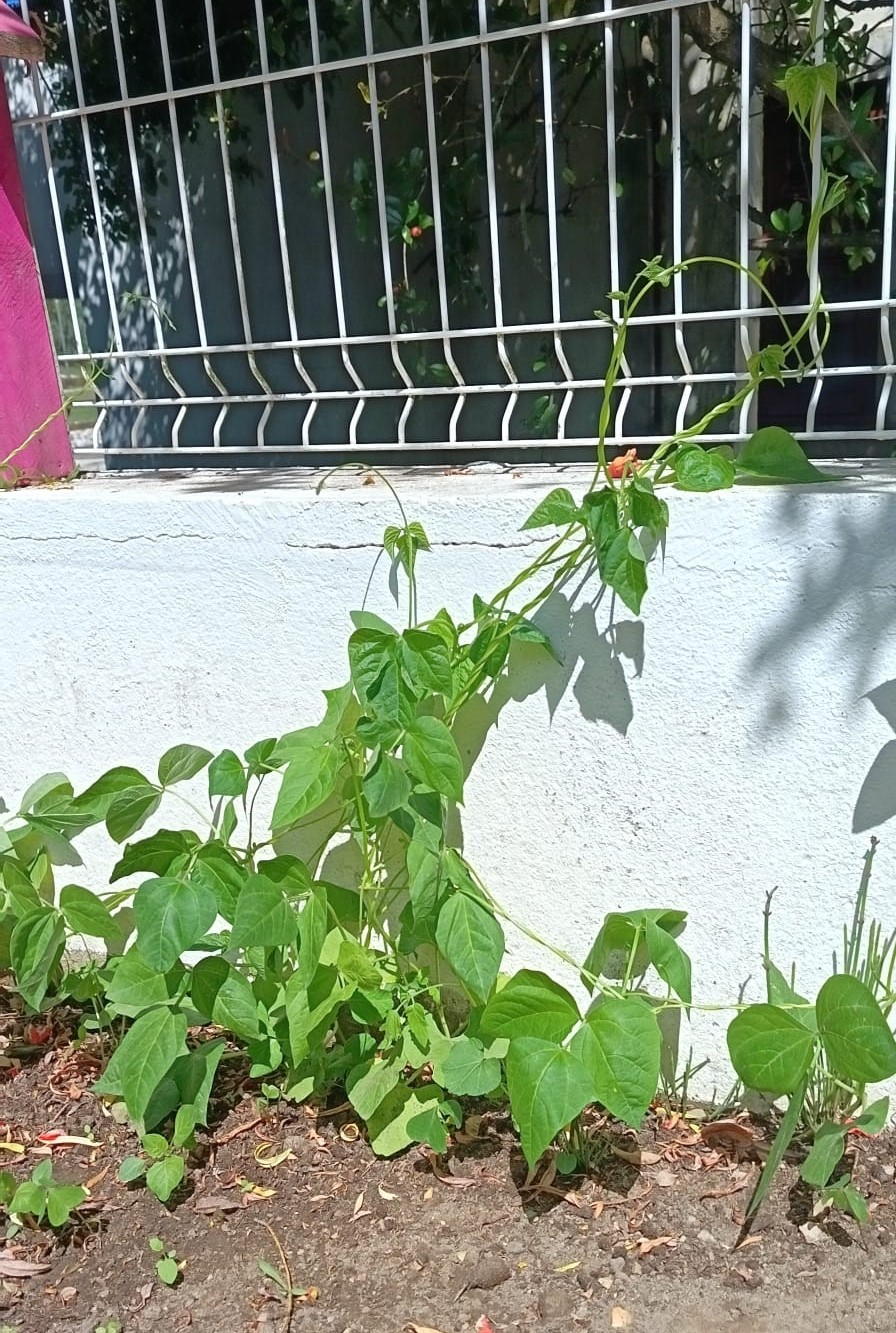 UM FEIJOEIRO A TREPAR PELA VEDAÇÃO DO MURO. QUE LINDO QUE ESTÁ!