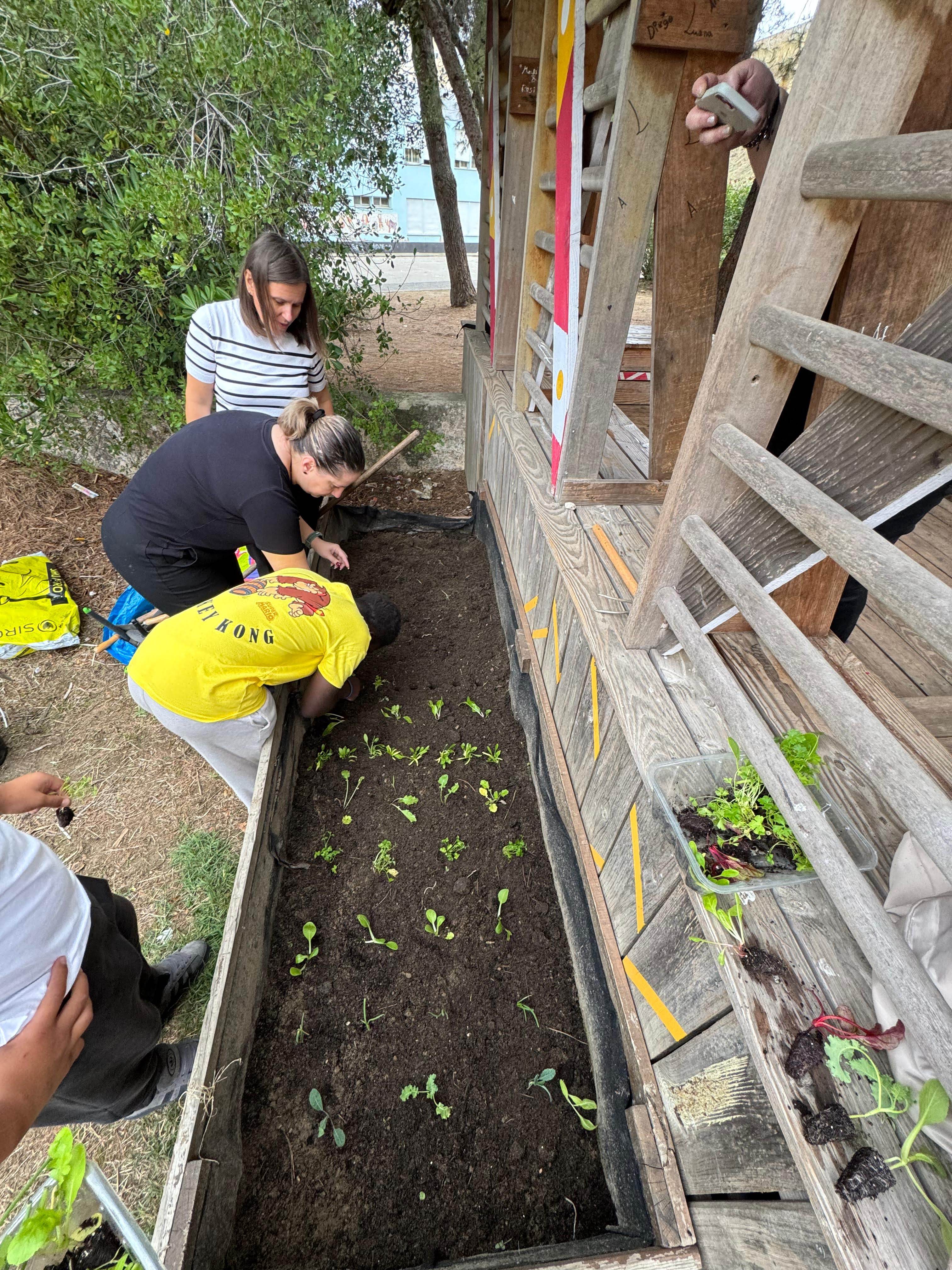 Plantação de hortícolas