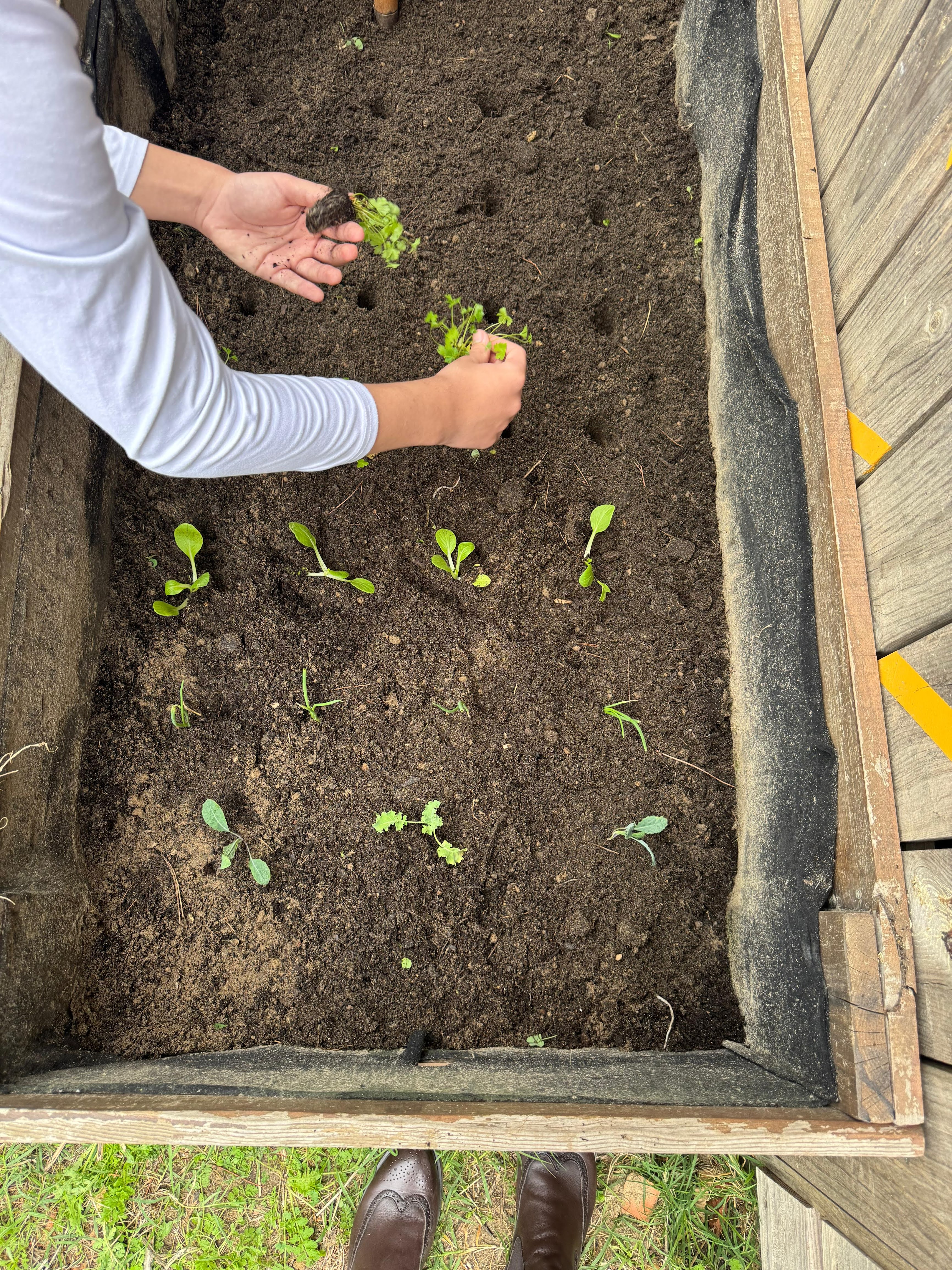 Plantação de hortícolas
