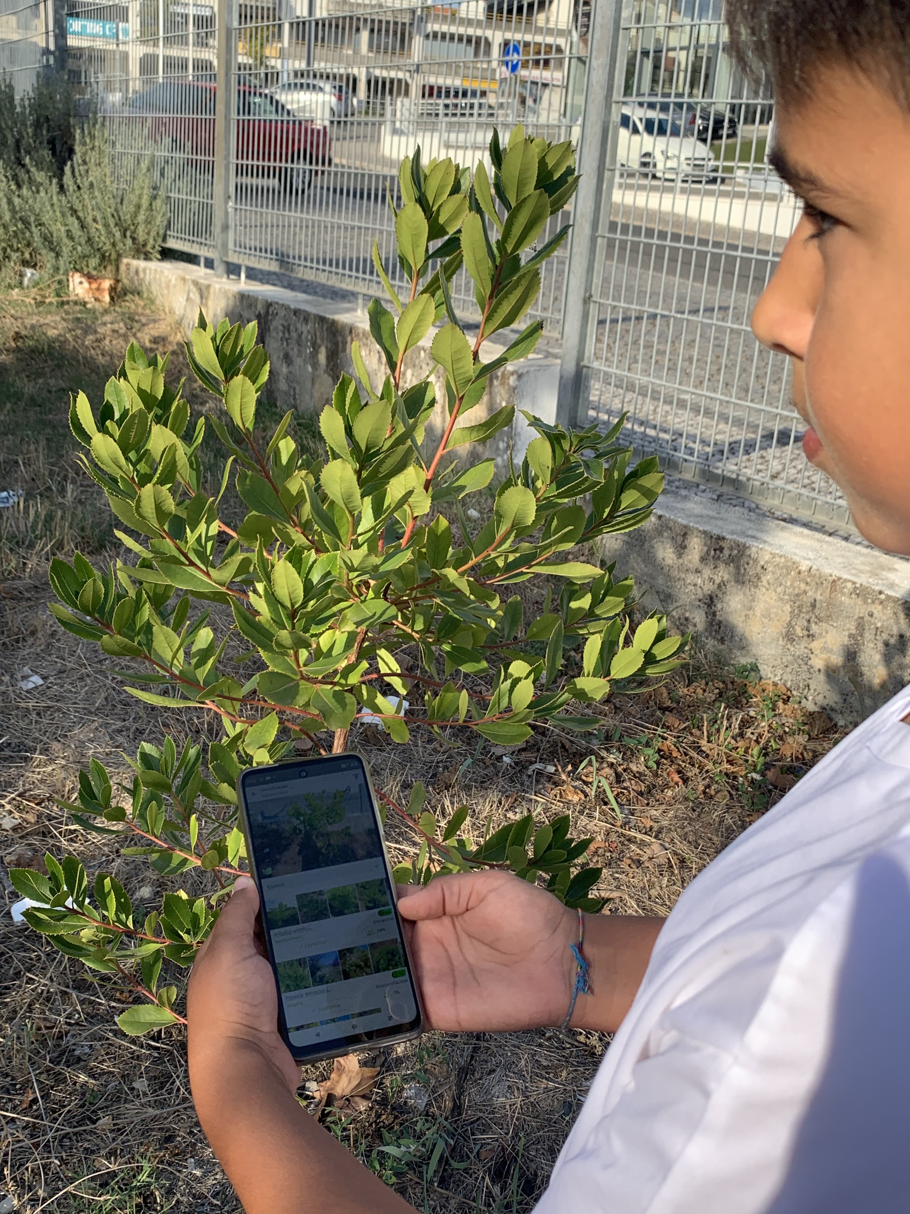 Utilização de uma aplicação para identificação de plantas.