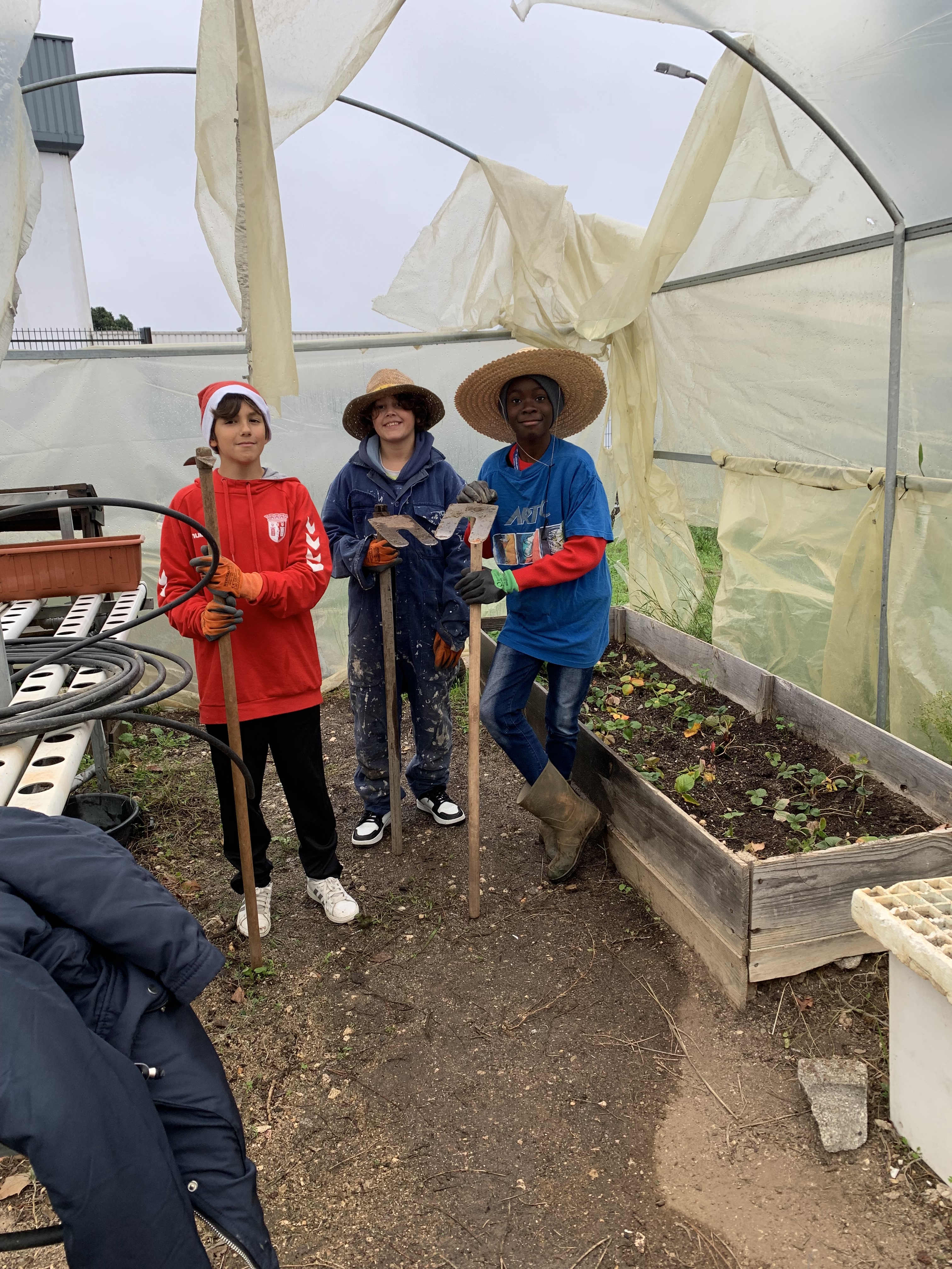 Plantação de morangueiros na estufa existente em fase de reparação.