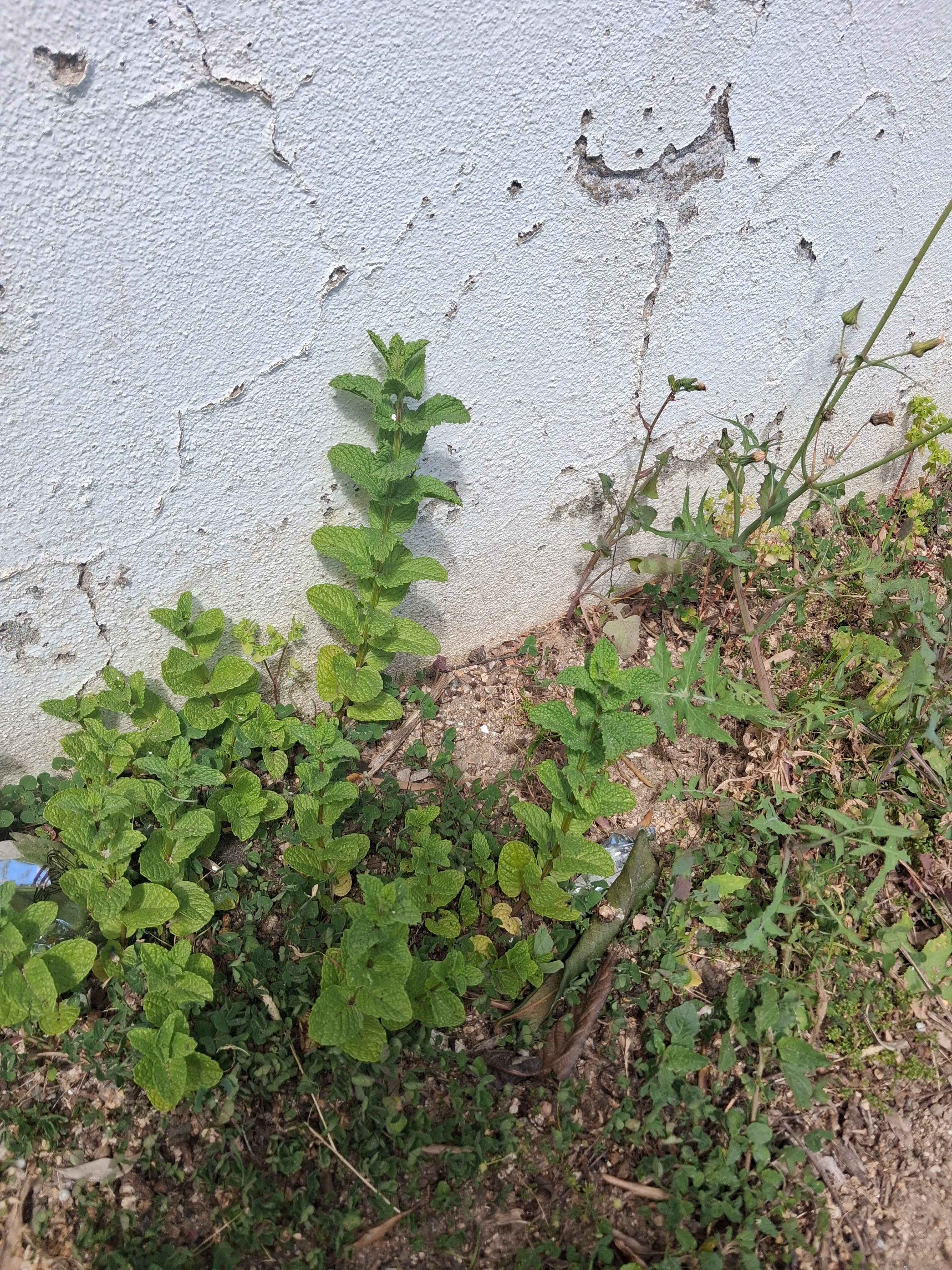 A nossa hortelã vai de vento em pompa