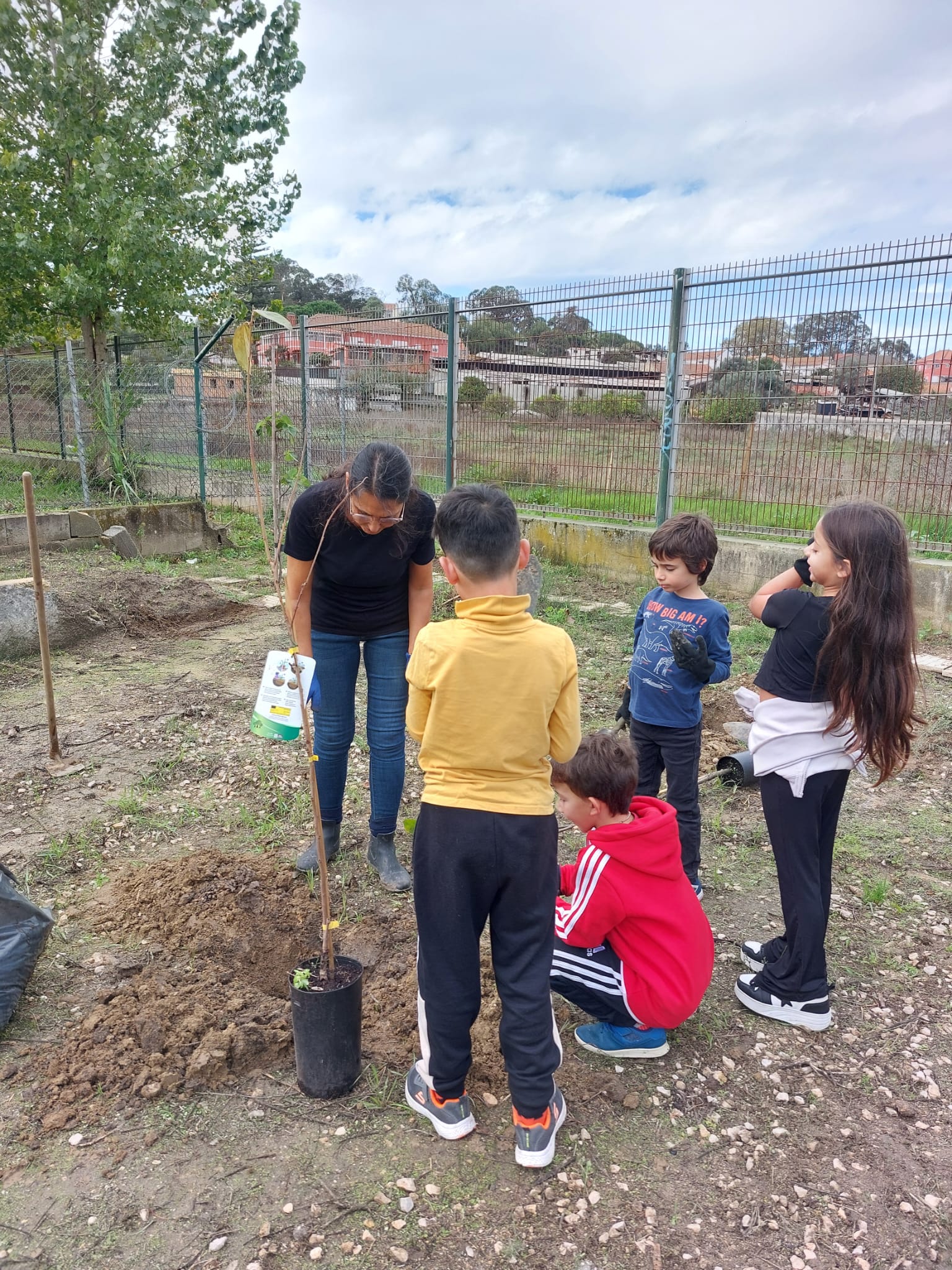 Foram plantadas várias árvores de fruto.