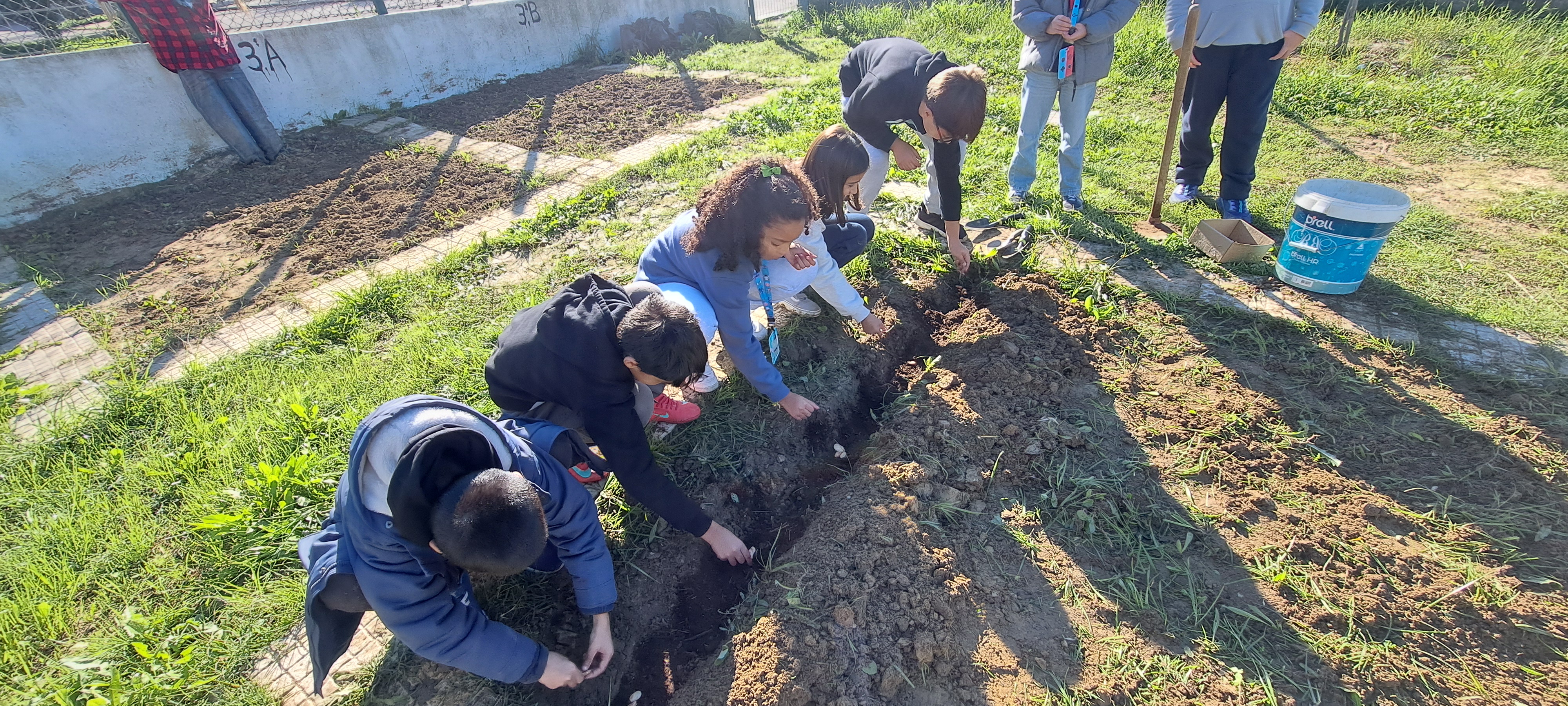 Os alunos semeraram vários hortícolas, entre os quais, favas.