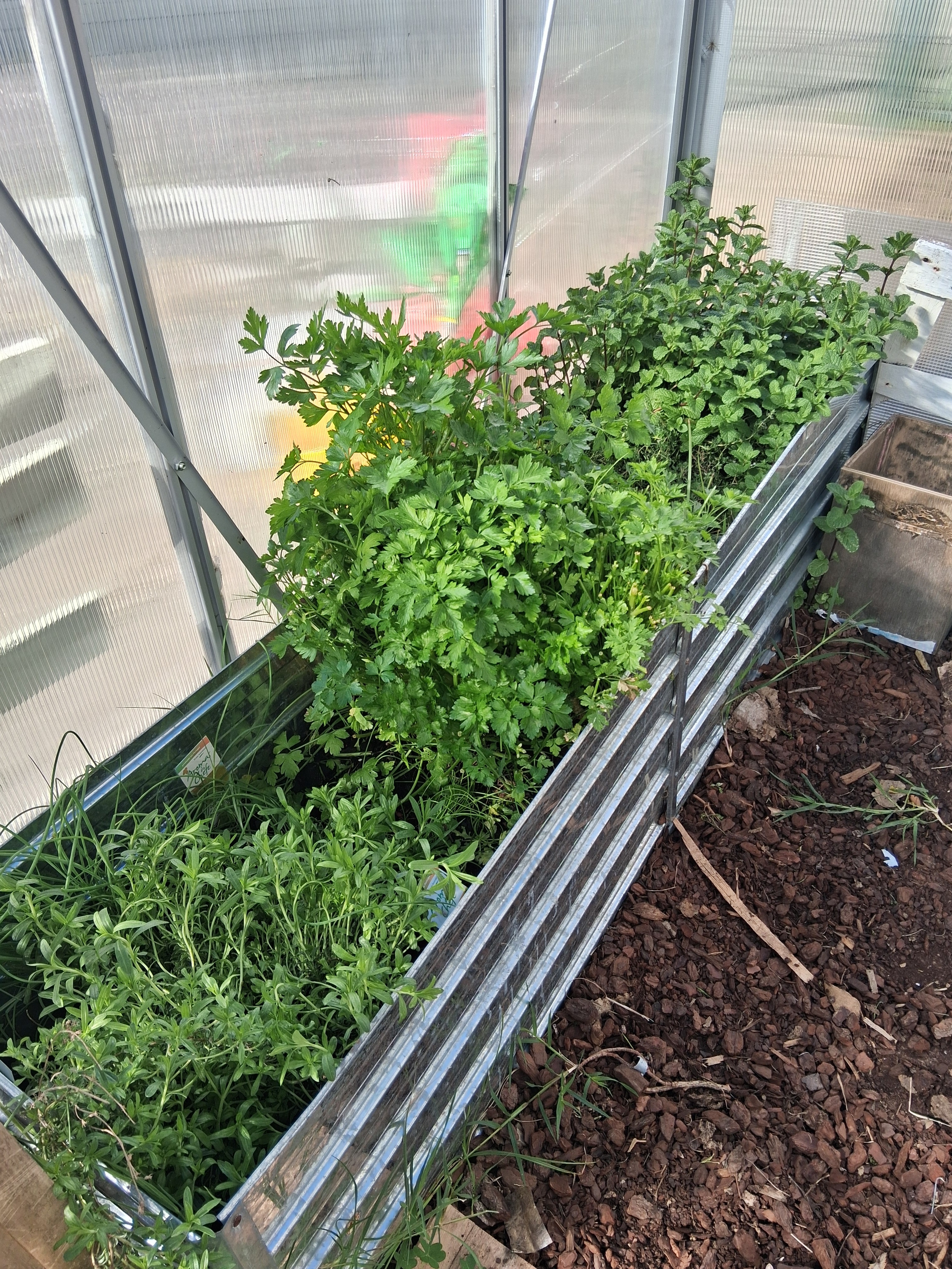 Estufa com aromáticas