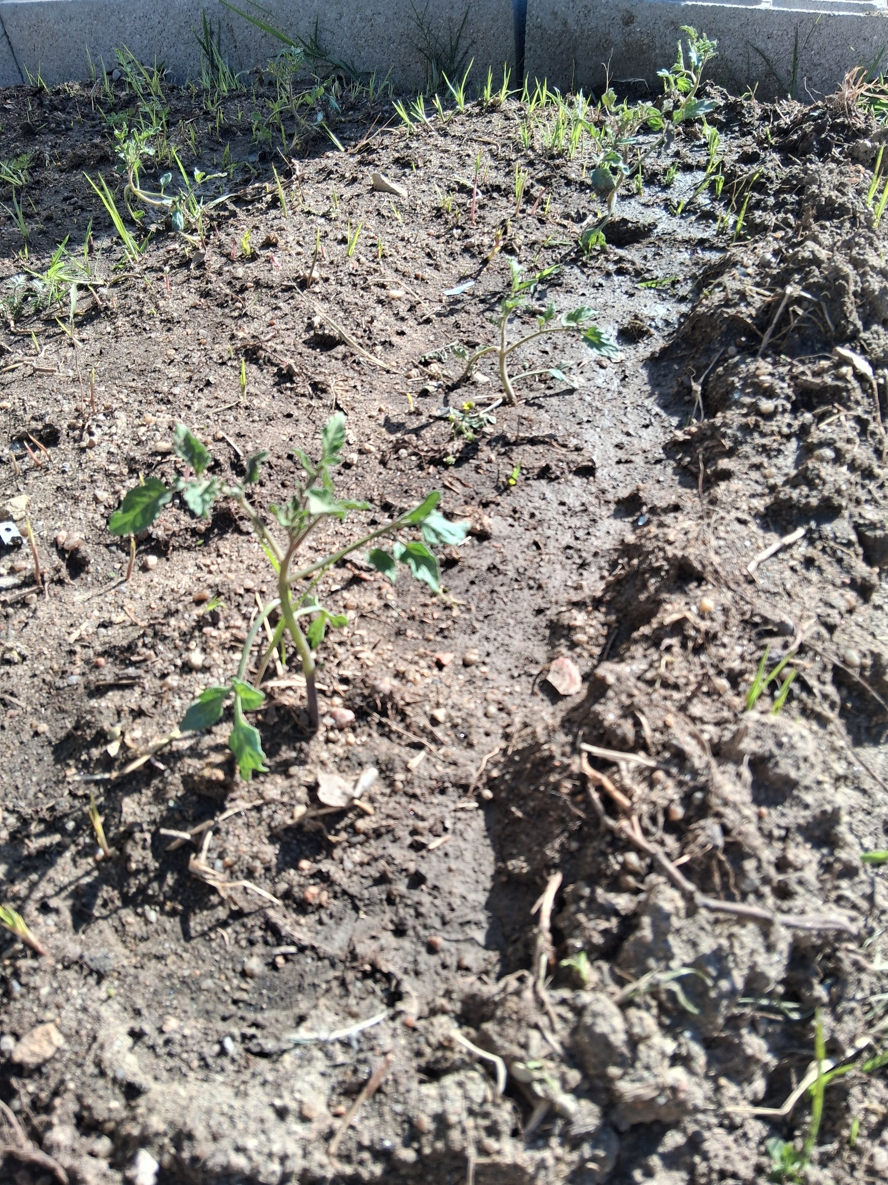 Plantação de tomateiros