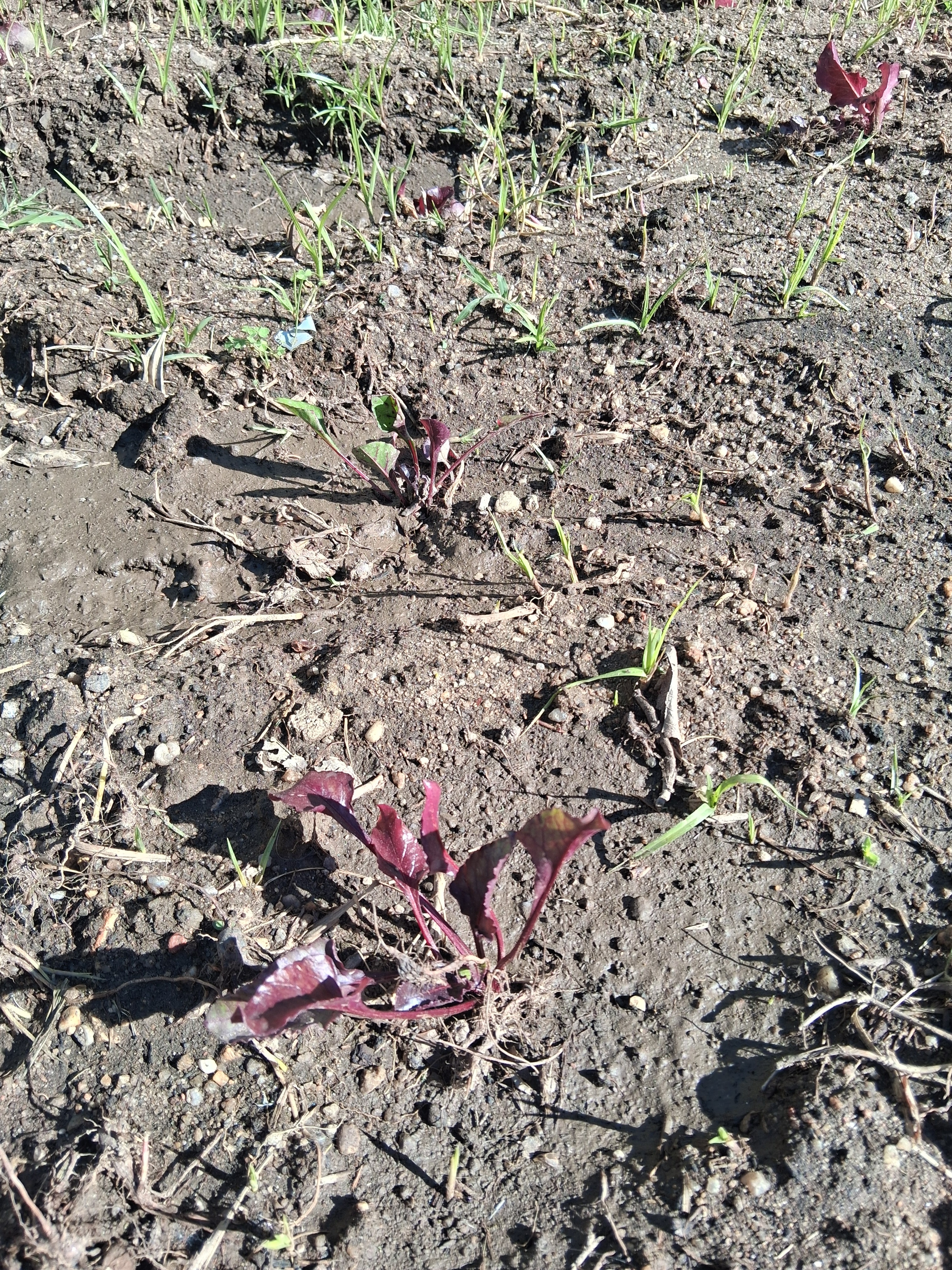 Plantação de beterraba