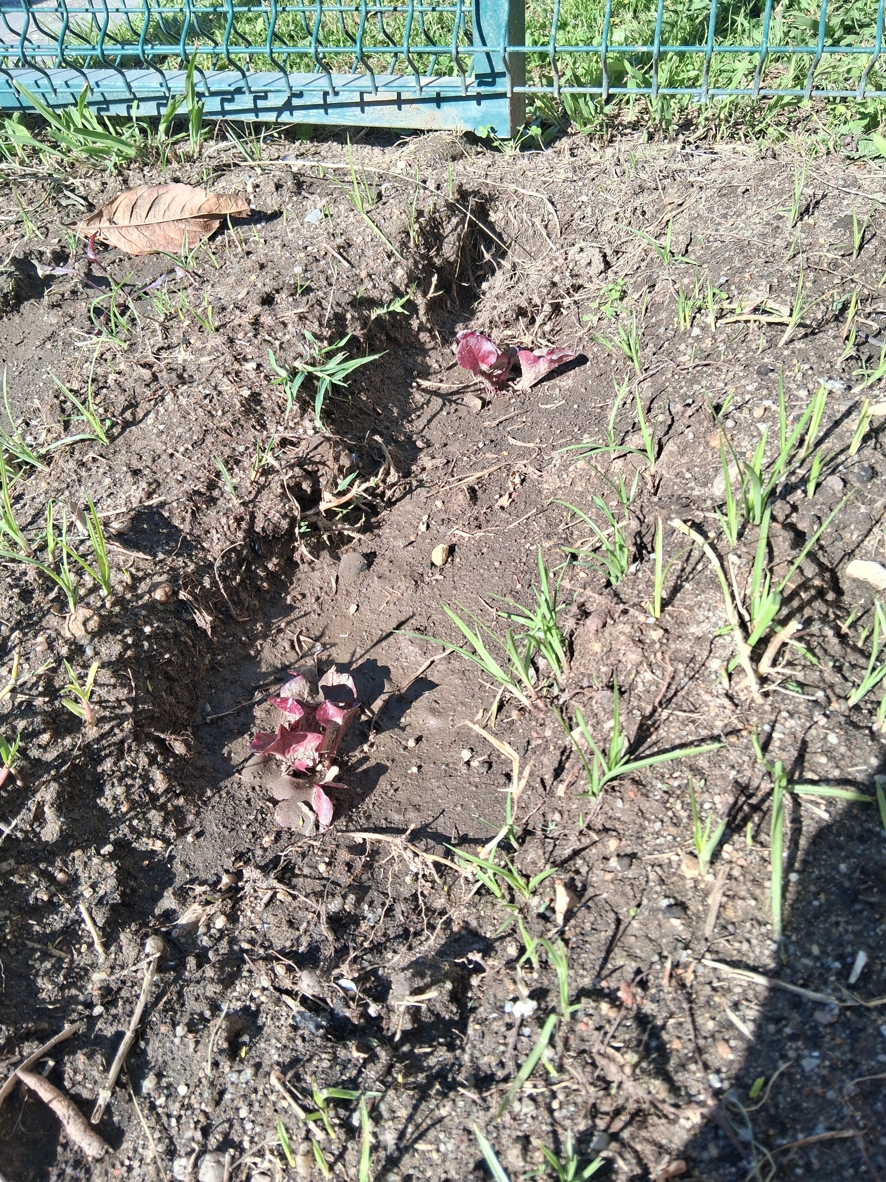 Plantação de alface