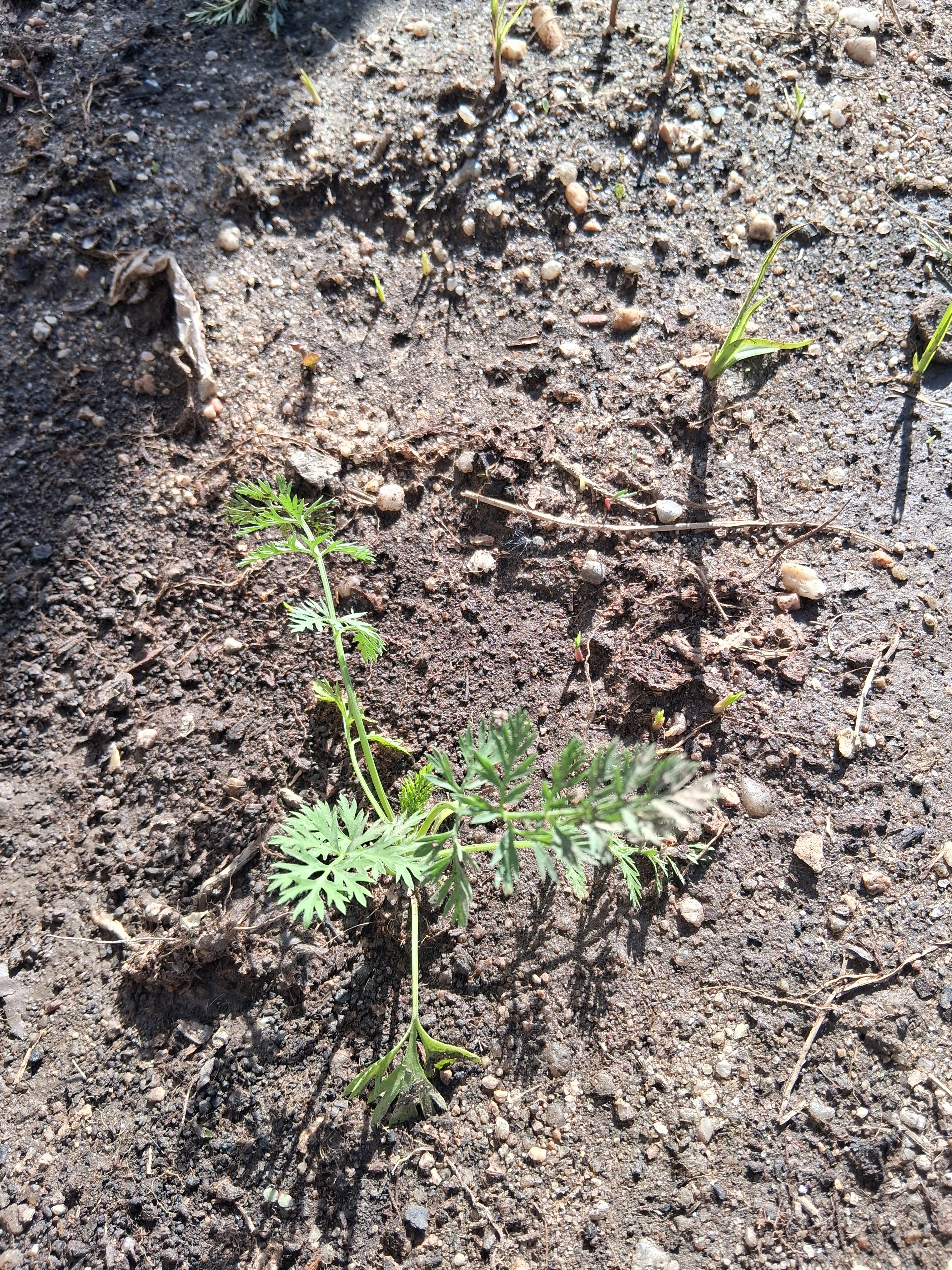 Plantação de cenoura