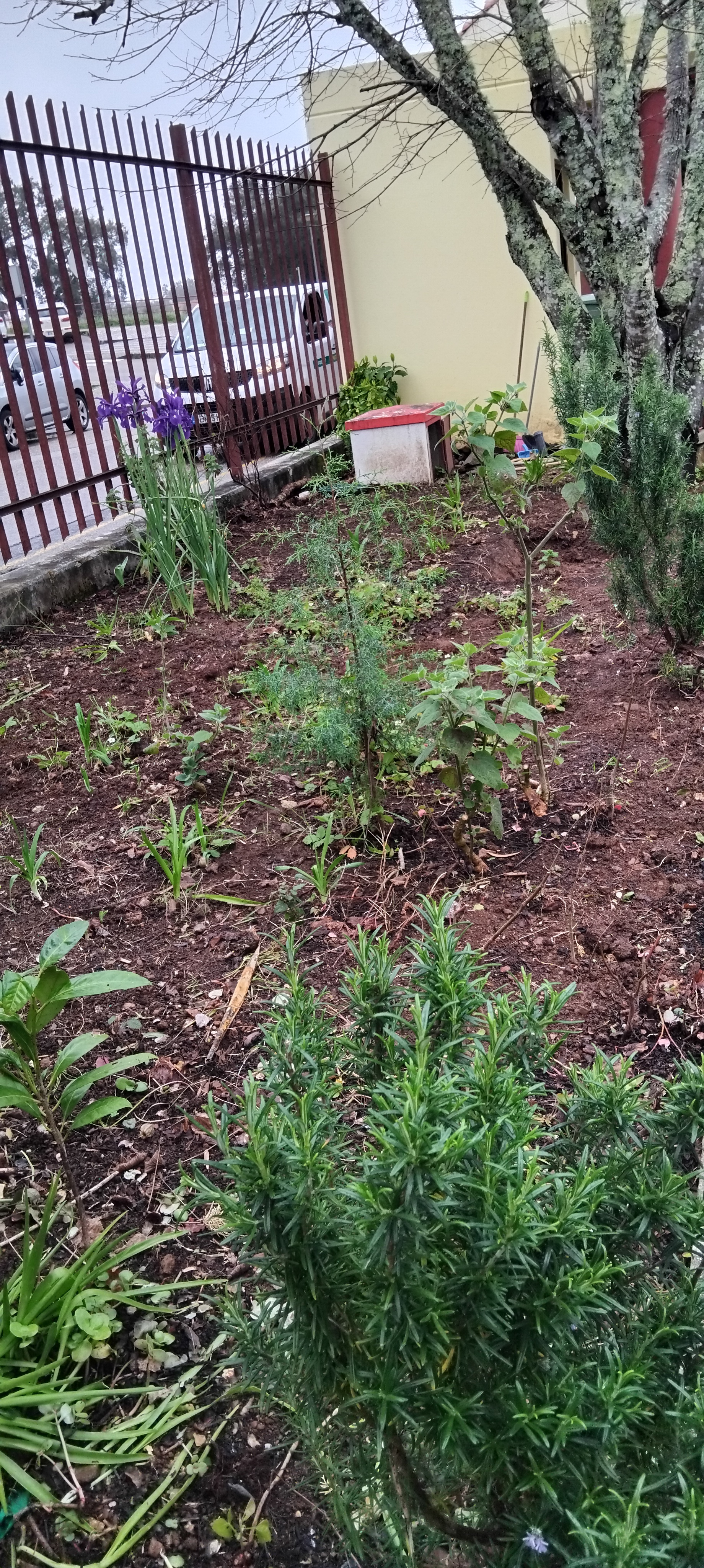 Preparação da terra e espaço para lago das tartarugas.