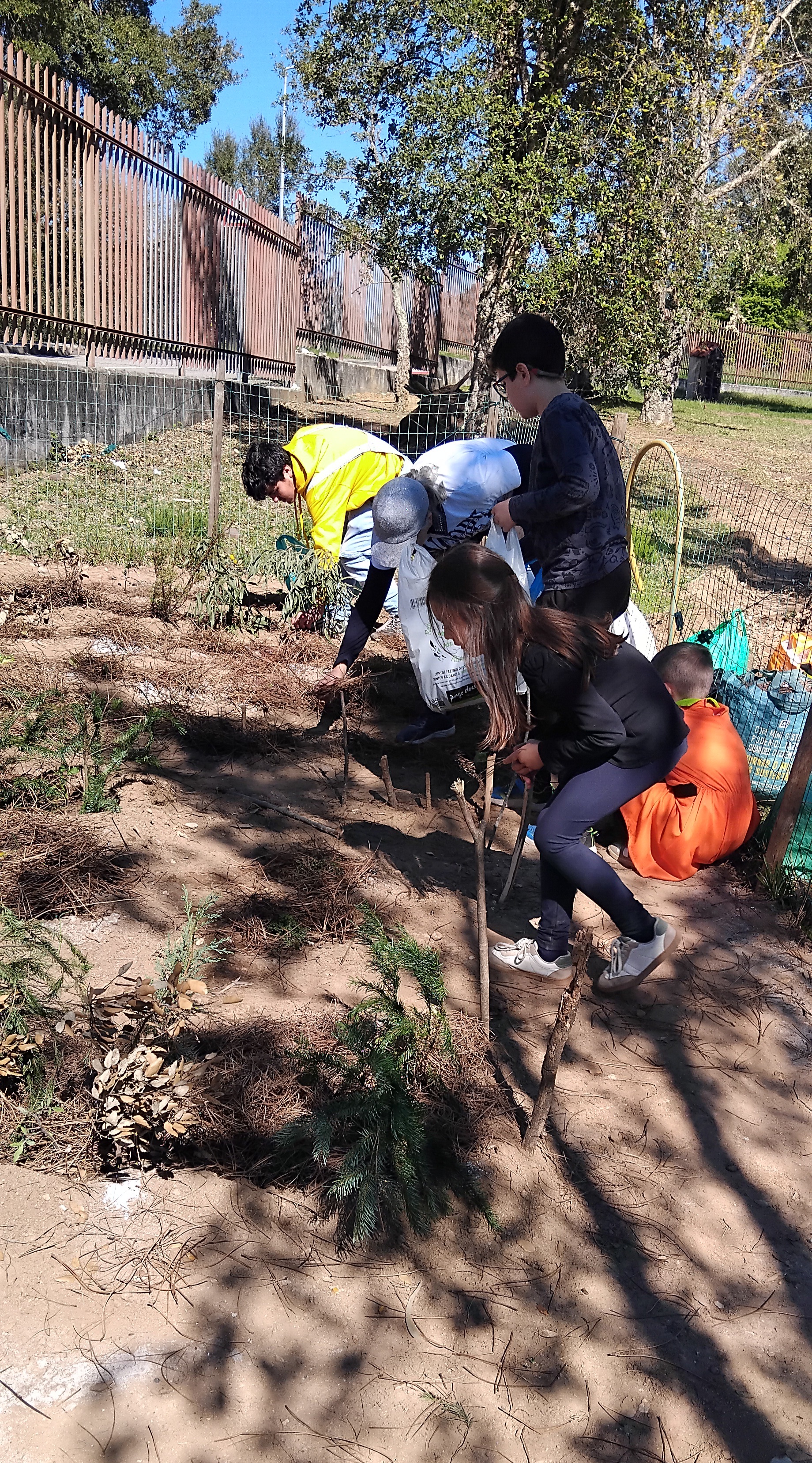Colocámos caruma na horta para facilitara a rega.