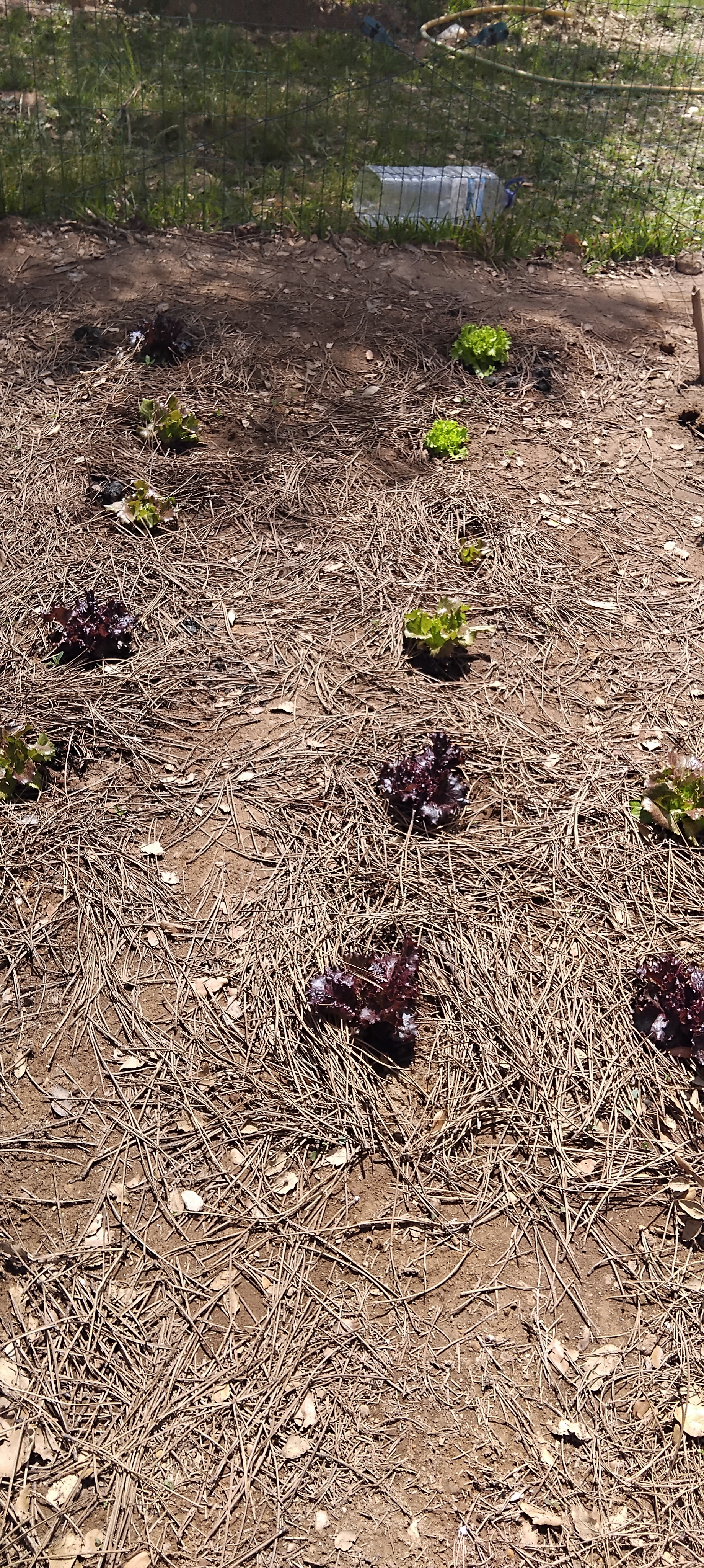 Legumes: alfaces na nossa horta.