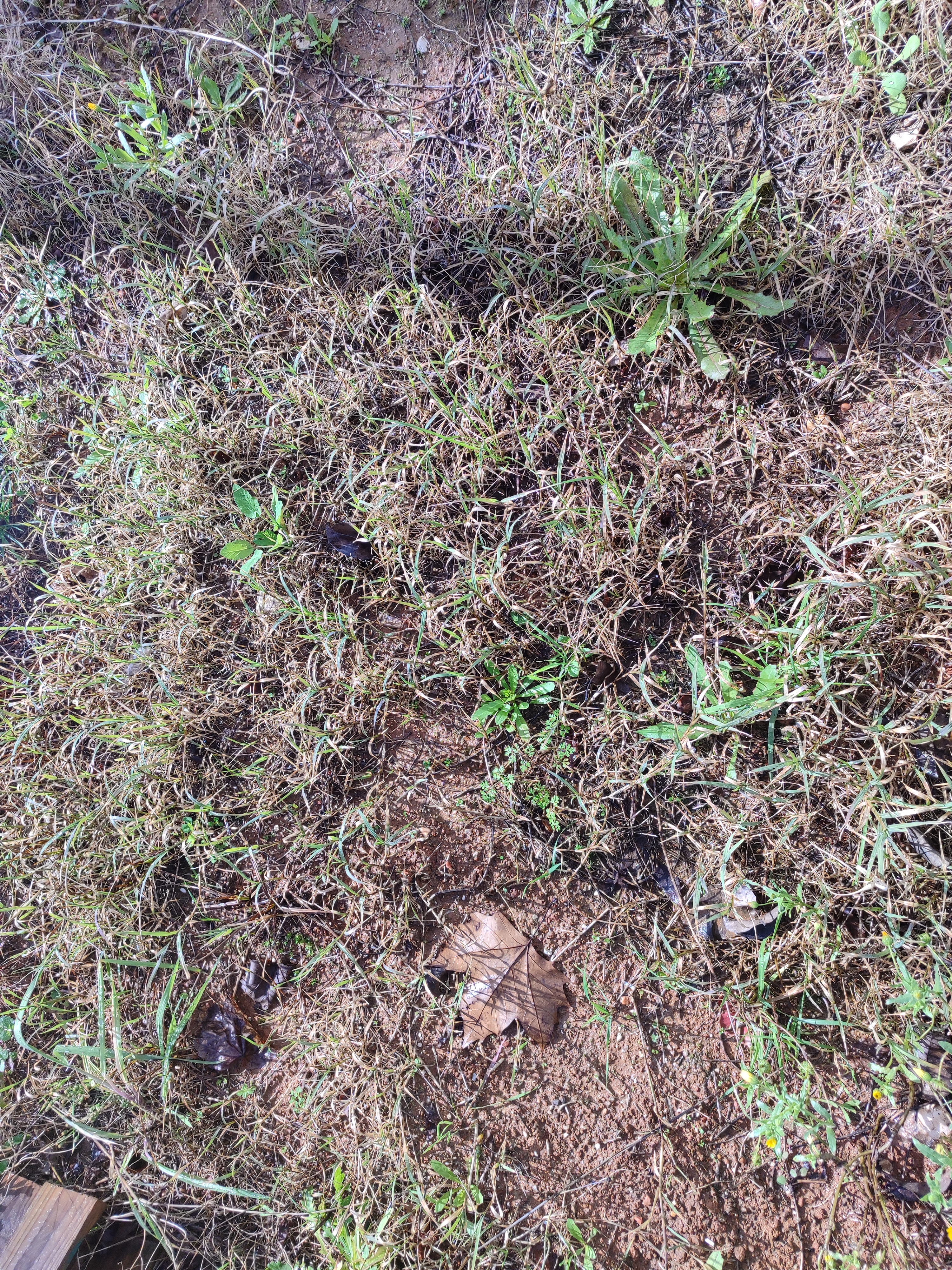 Preparação da terra.