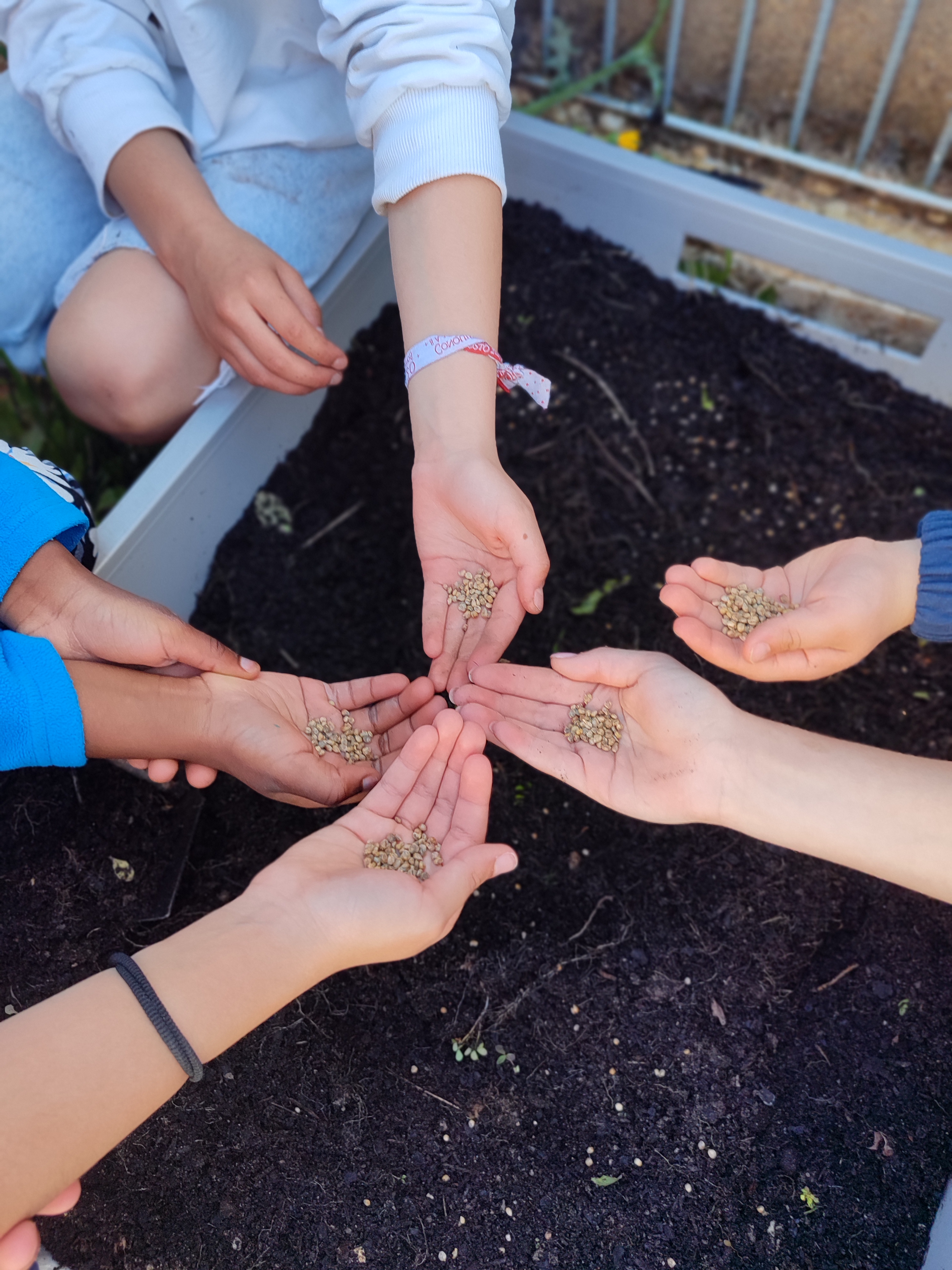 Espalhar as sementes nos três canteiros: ervas aromáticas (tomilho, salsa e coentros); alfaces; espinafres.