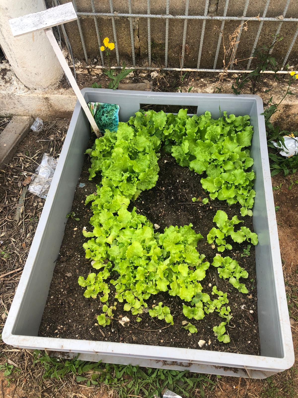 A partir dos canteiros preparados e tratados ao longo destes dois meses, retiraram-se as plantas
 para a terra preparada