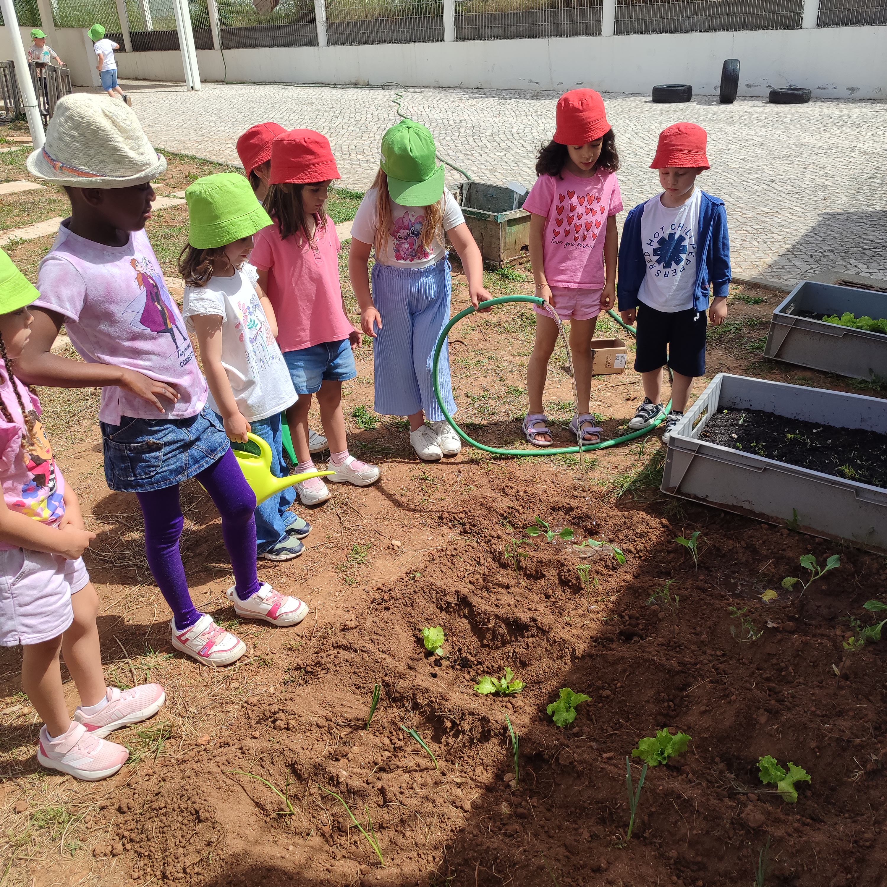 Depois de tudo plantado, procedeu-se à rega das plantas e cuidado diário.