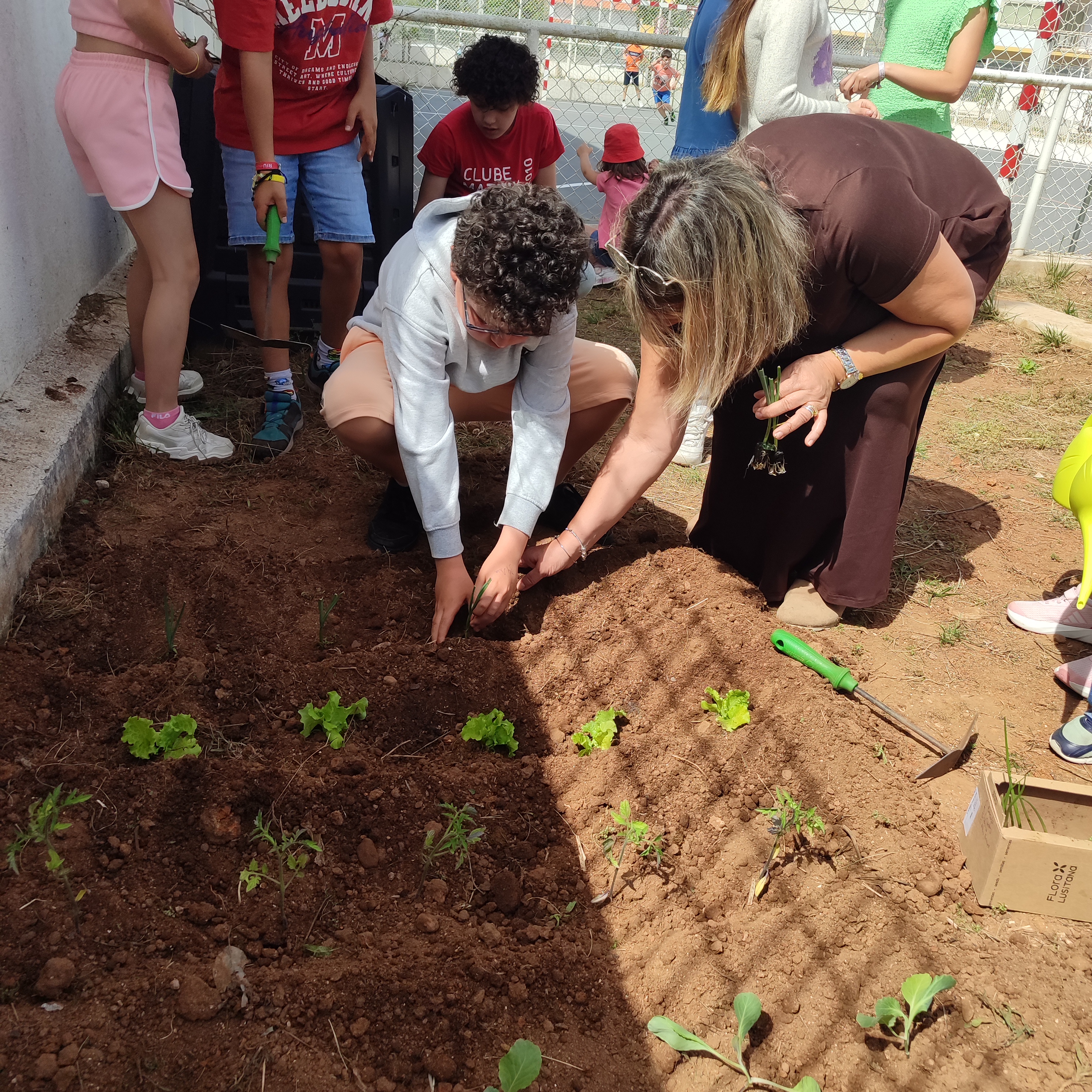 Plantação de tomateiros, couves, alfaces, alho francês e cebola
s.