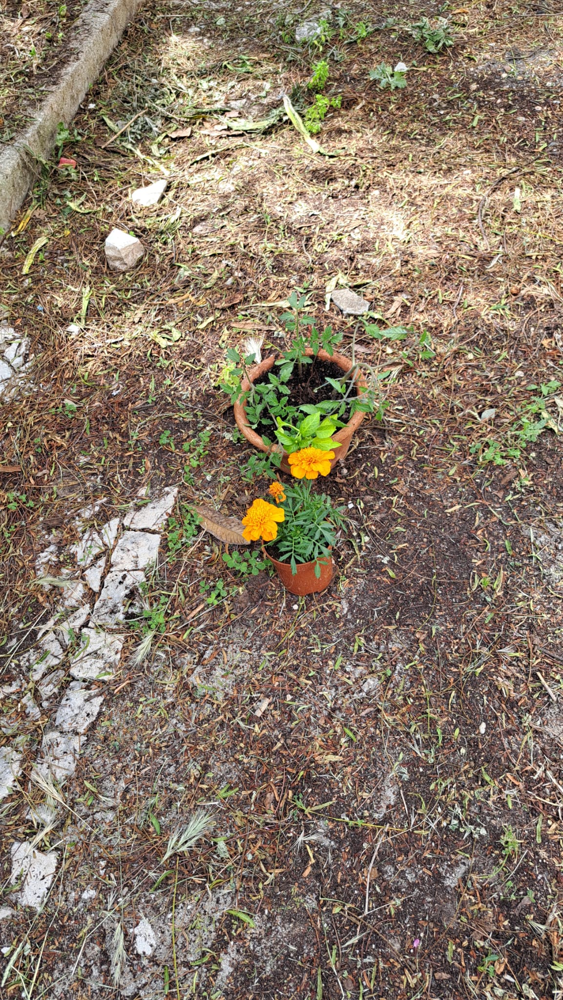 Cultivo de tomates, pimentos e cravos (especificamente o cravo-de-defunto ou Tagetes) junto com tomateiros. Benefícios: Combate a Nematoides, Repelente de Pragas e Redução de Pesticidas.
