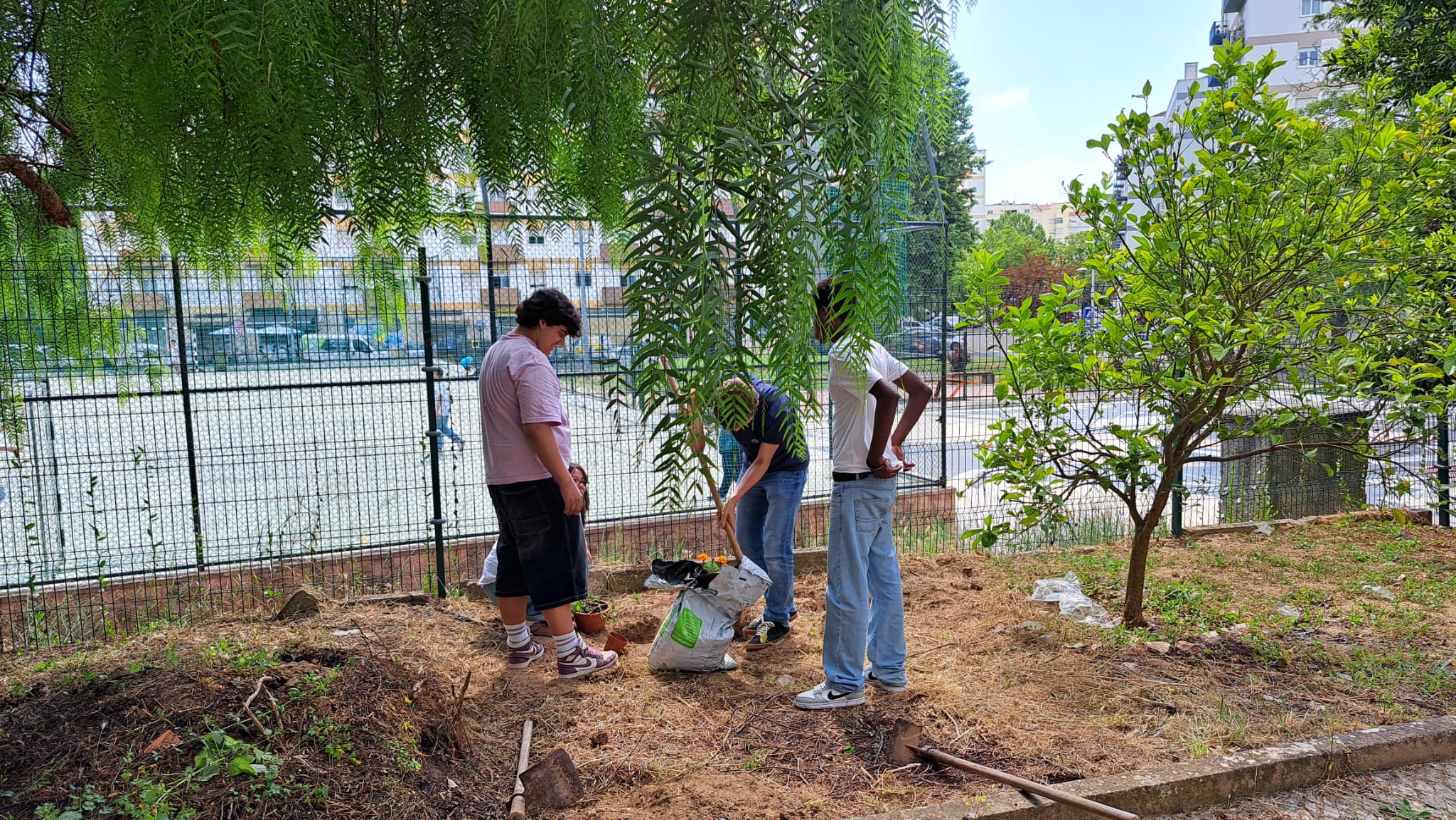 Cultivo de tomates, pimentos e cravos (especificamente o cravo-de-defunto ou Tagetes) junto com tomateiros. Benefícios: Combate a Nematoides, Repelente de Pragas e Redução de Pesticidas.
