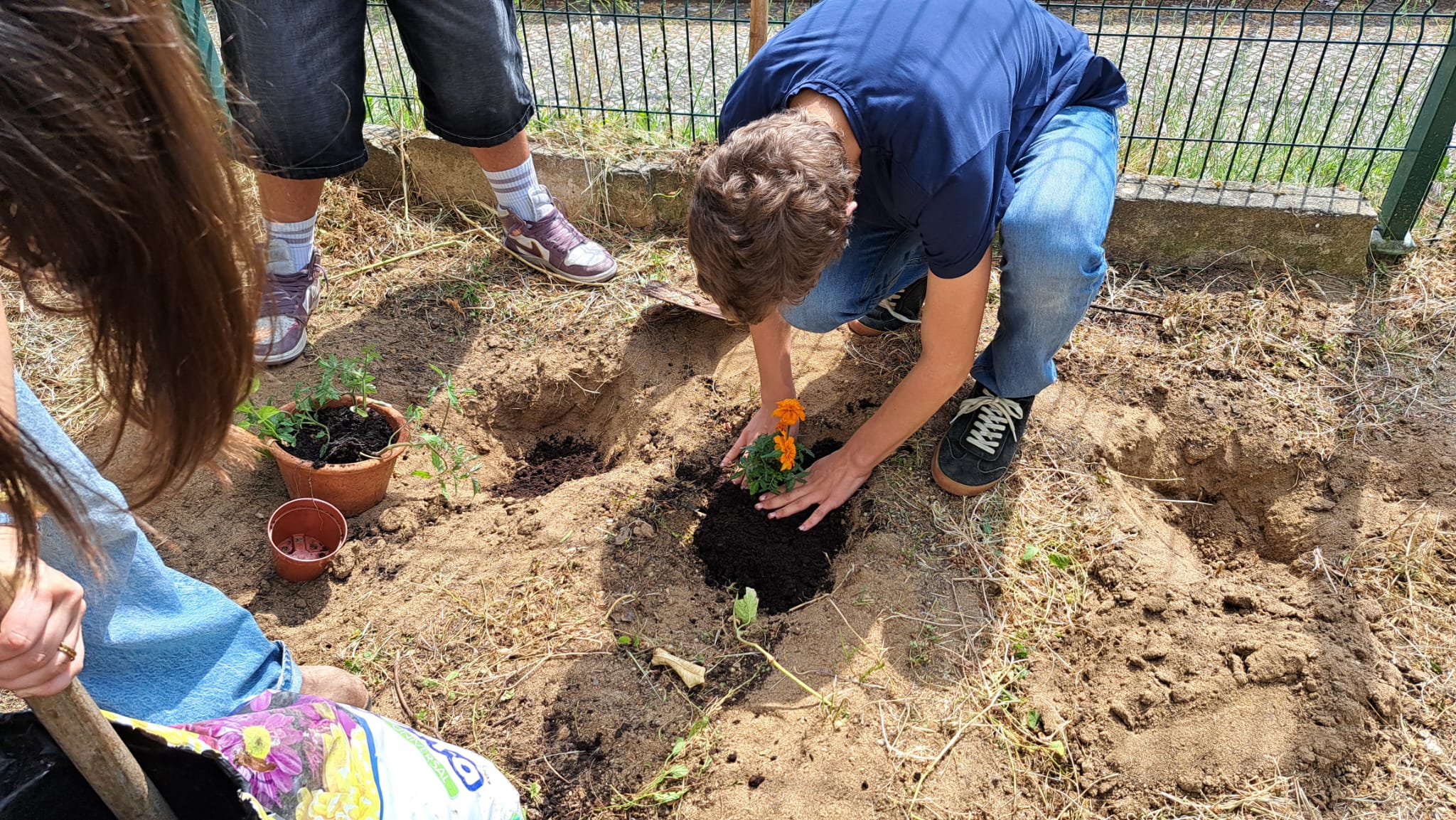 Cultivo de tomates, pimentos e cravos (especificamente o cravo-de-defunto ou Tagetes) junto com tomateiros. Benefícios: Combate a Nematoides, Repelente de Pragas e Redução de Pesticidas.