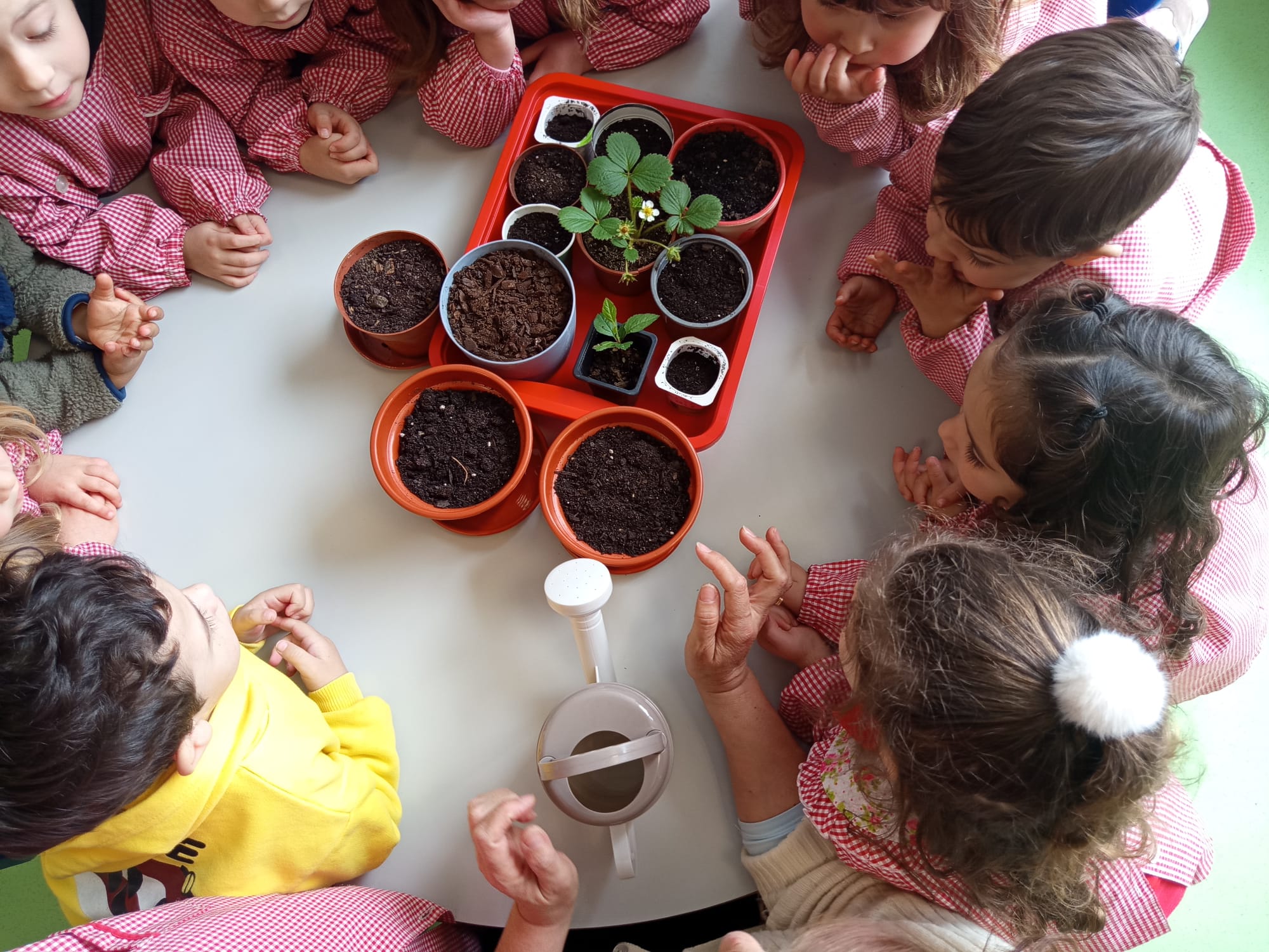 Preparação dos Viveiros para a Germinação dos Hortícolas