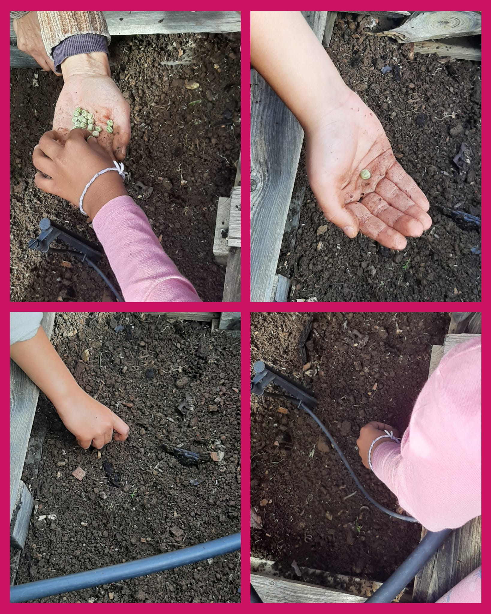 Plantação, no fim de janeiro, de ervilhas!