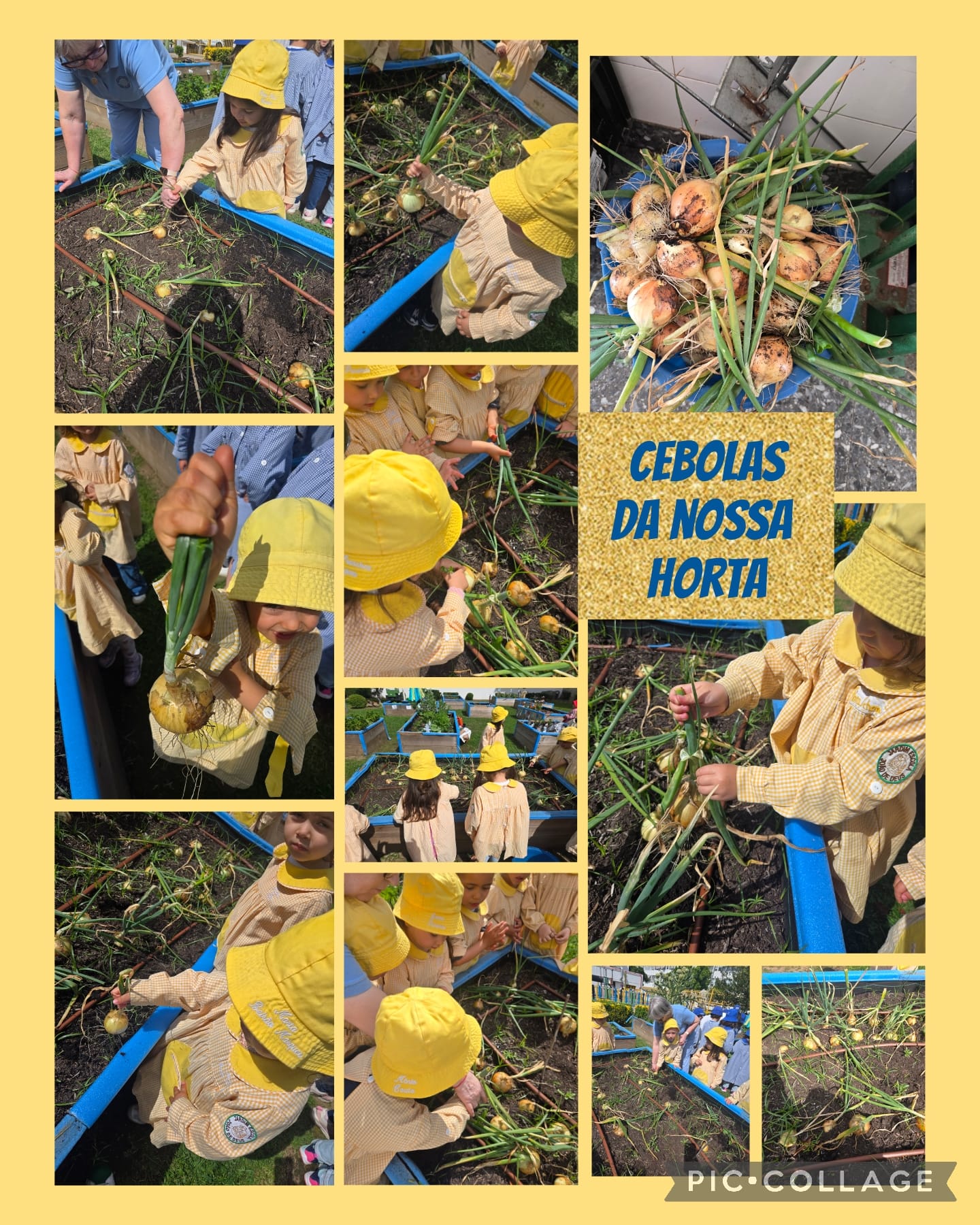 CEBOLAS - MAIO
