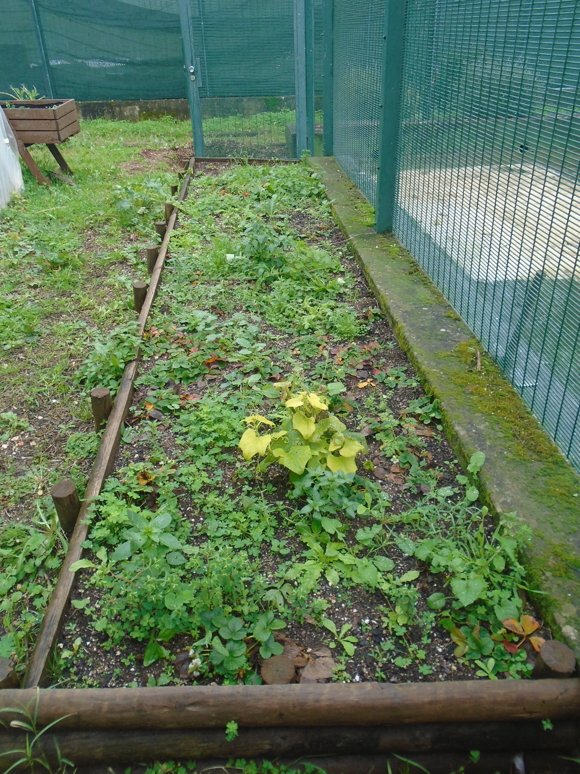 Fotografia 3 – Canteiro com plantação de morangueiros do ano anterior. Serão replantados, aproveitando as novas plantas multiplicadas por mergulhia.