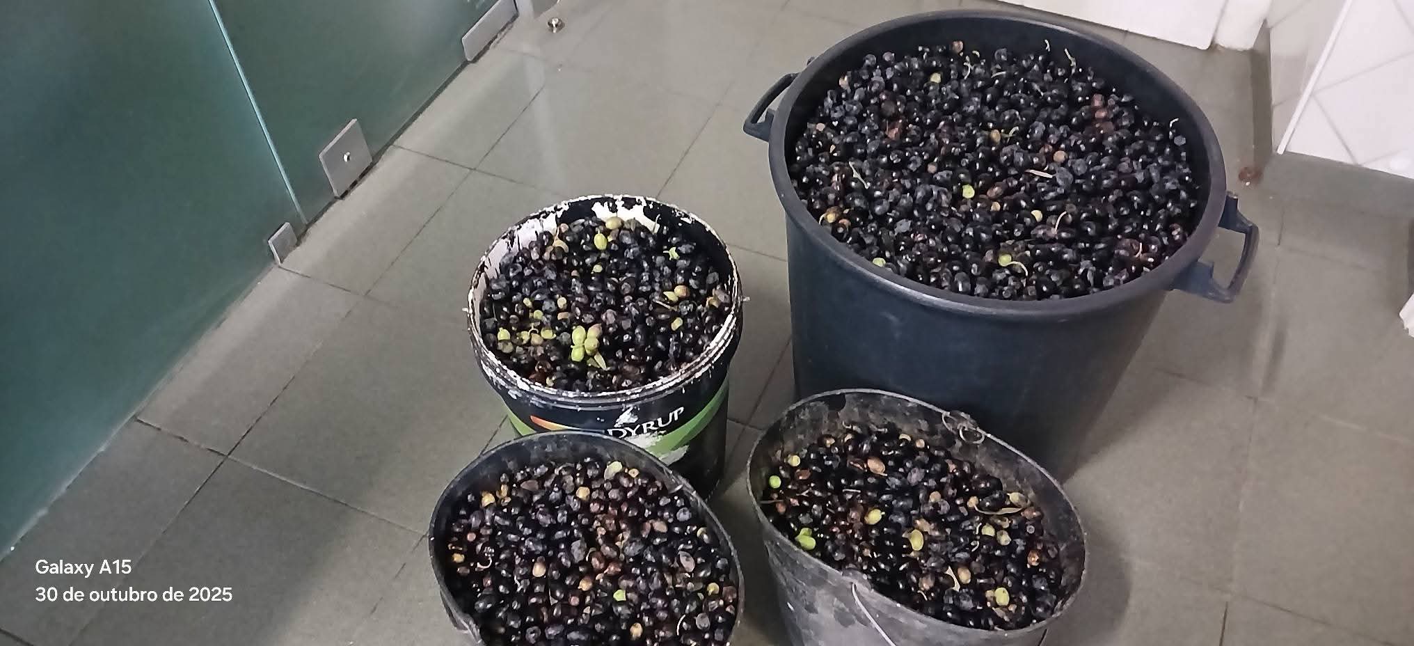 poceiros de azeitona apanhada