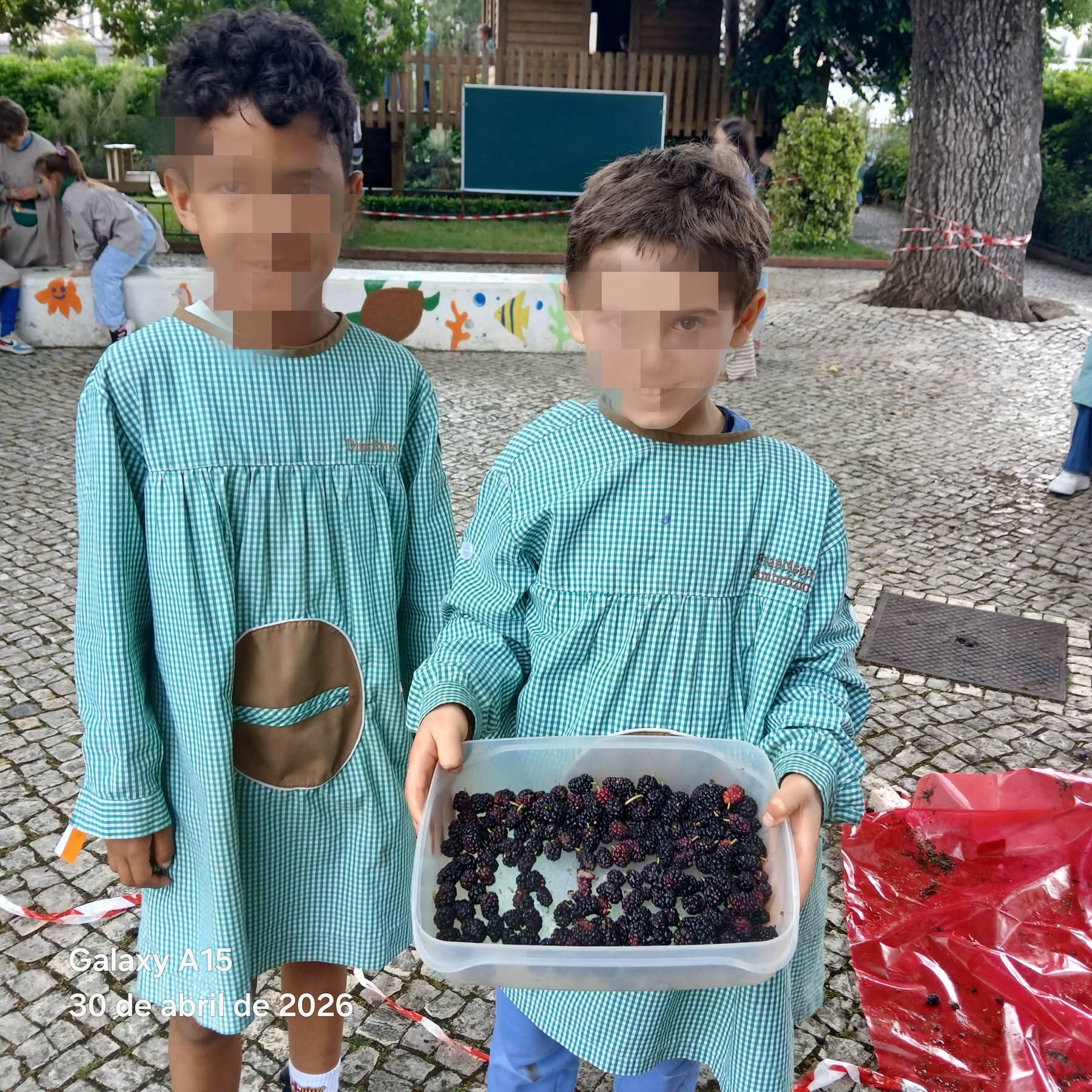 Apanha das amoras para a compota